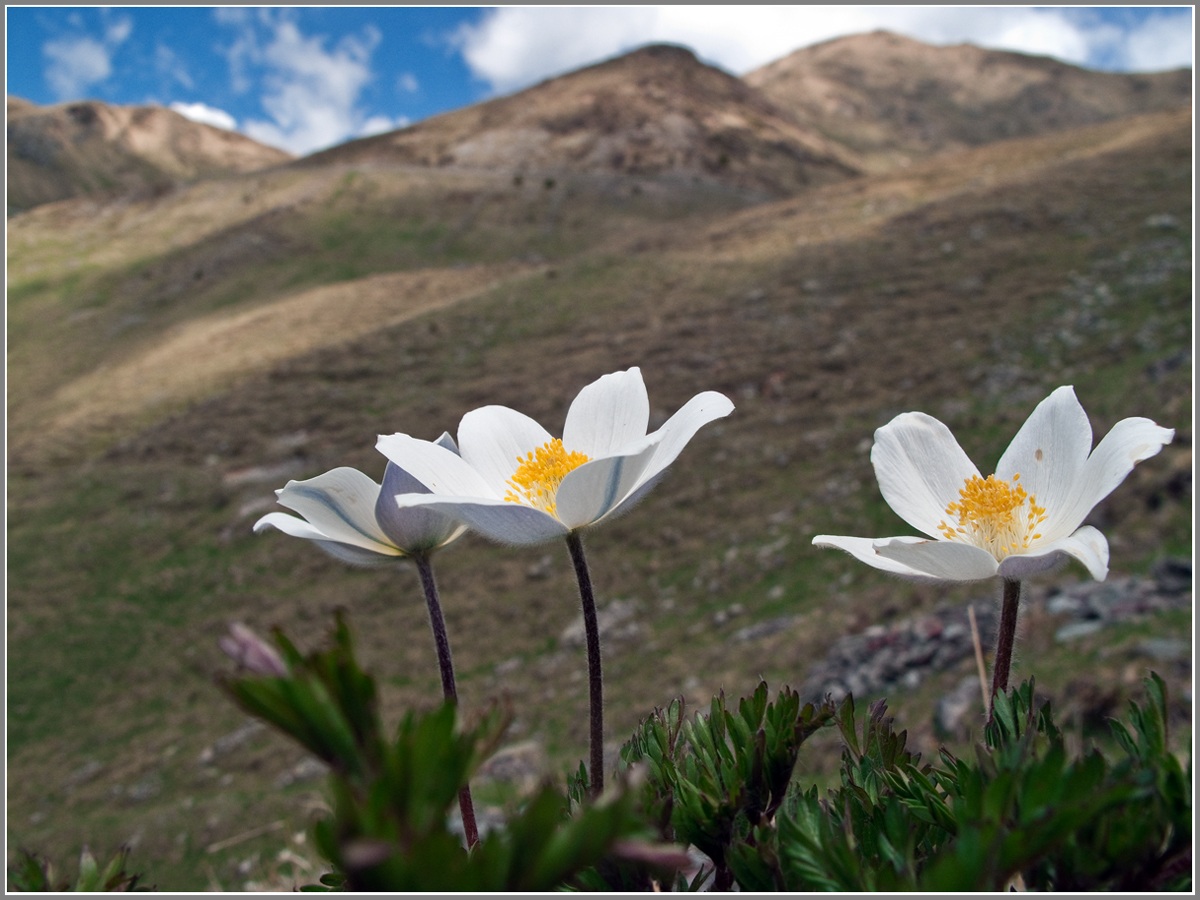 pulsatilla sulle pedici del Monte Crostis