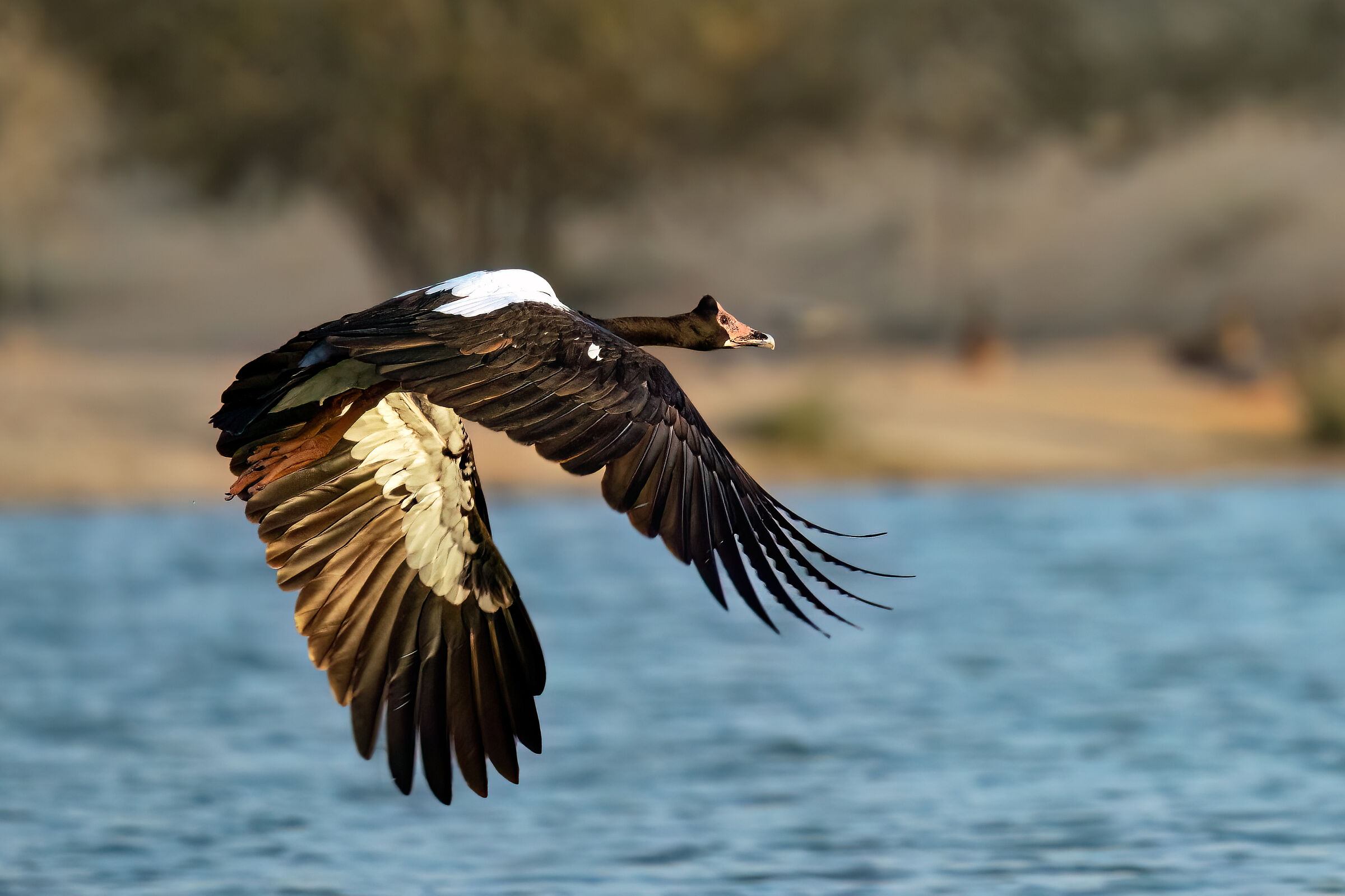 Help to expert ornithologists for identification