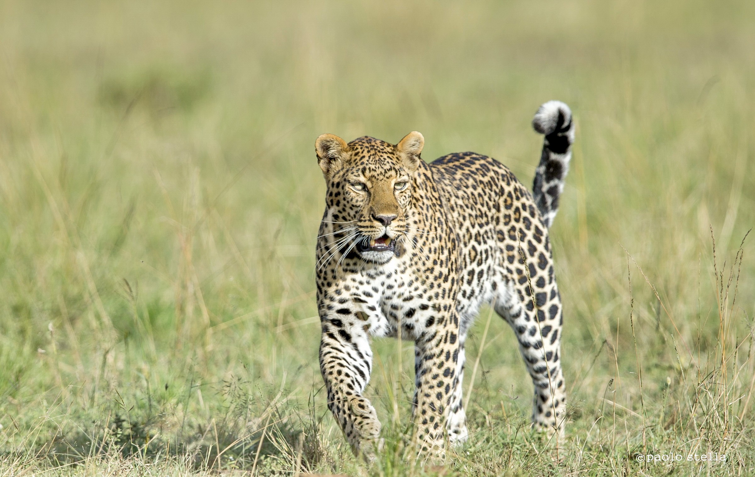 Leopard male before sunset 3