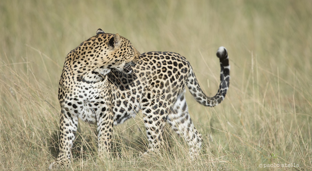 Leopard male before sunset 4