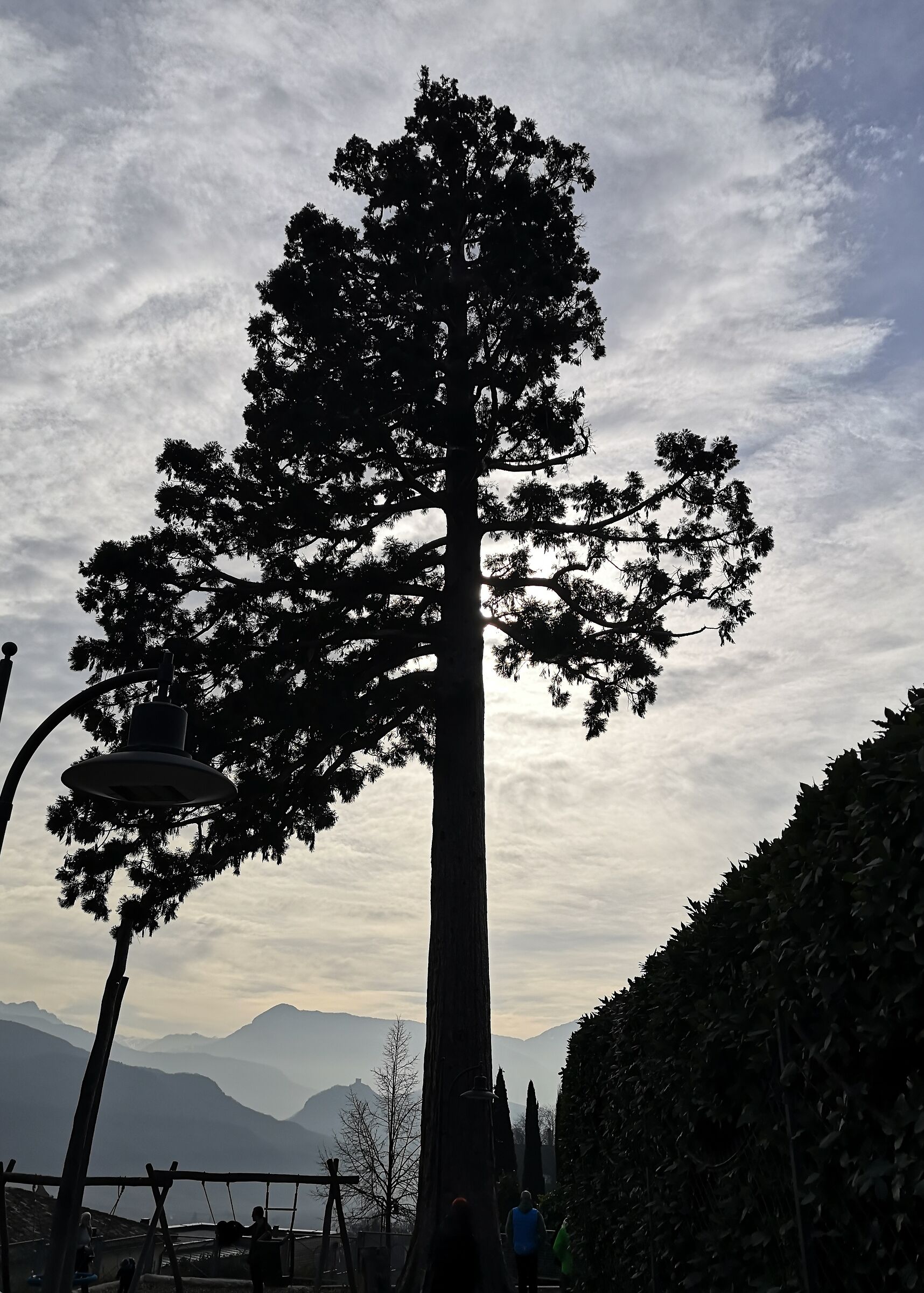 Sequoia di Caldaro