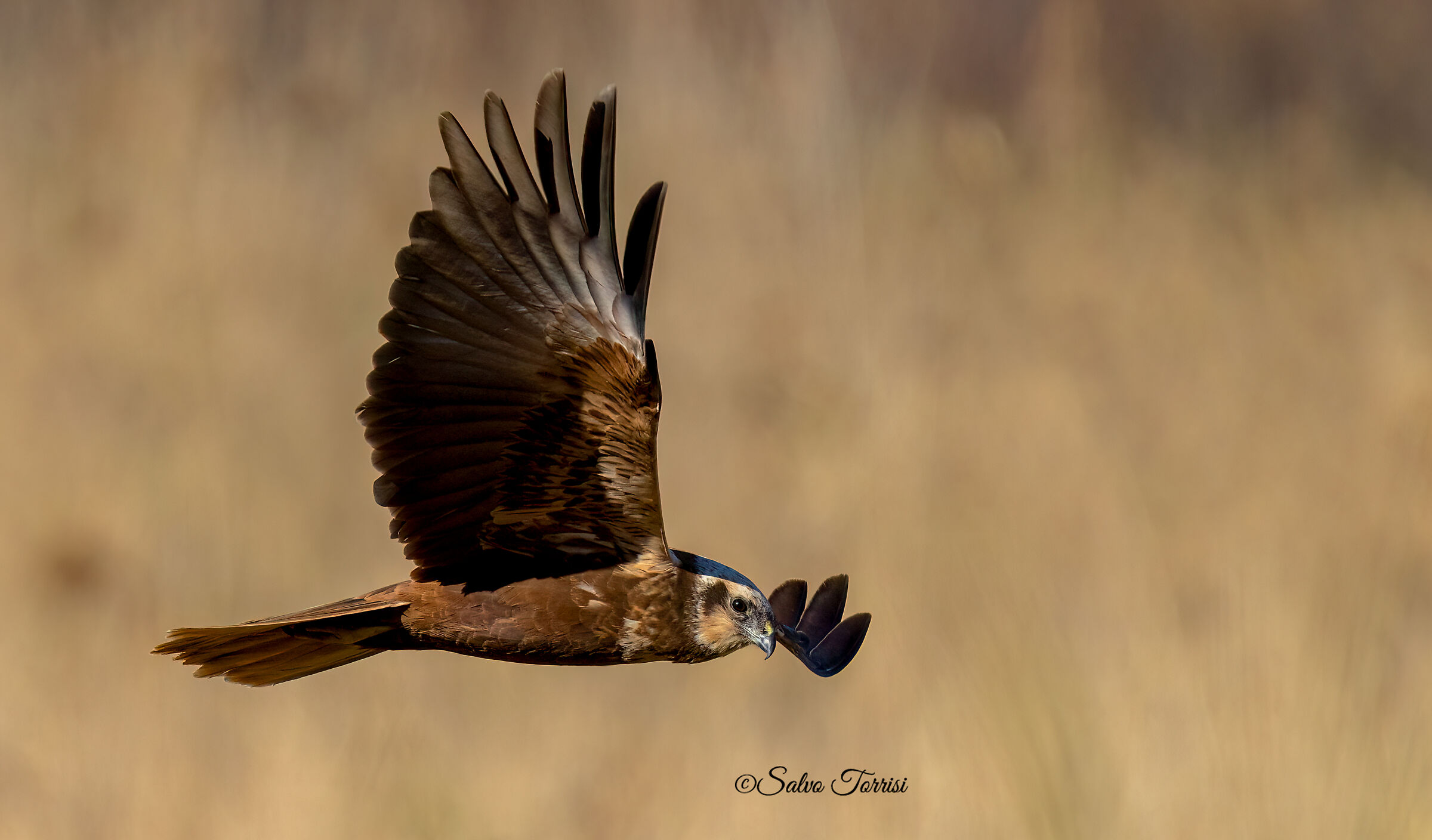 Marsh harrier