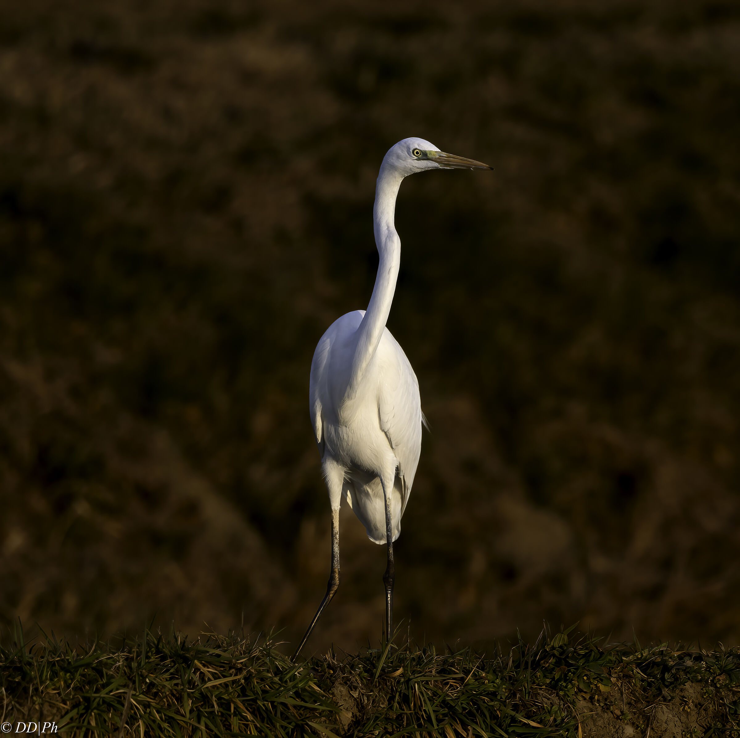 Great White Heron