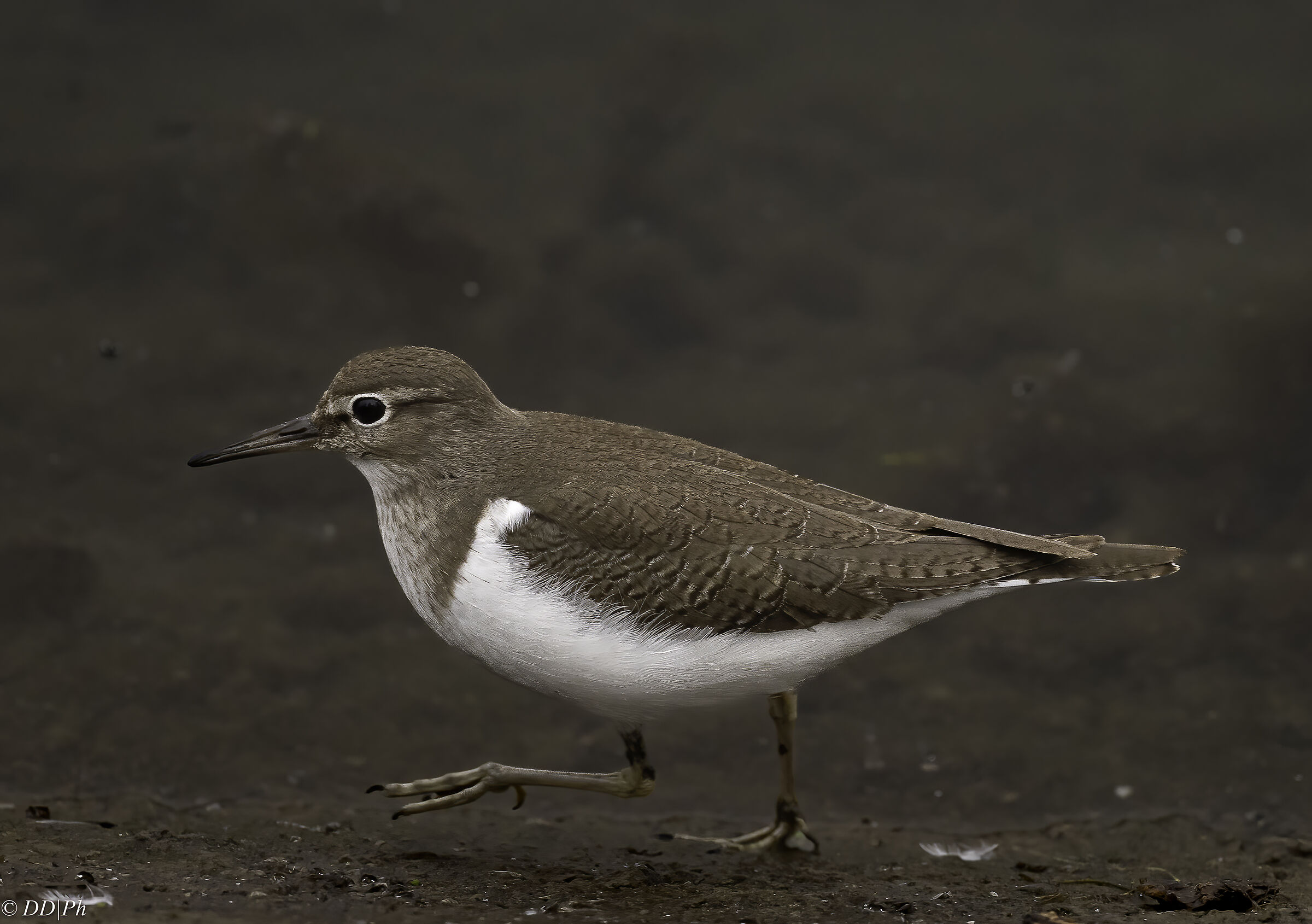 Sandpiper Small Sandpiper