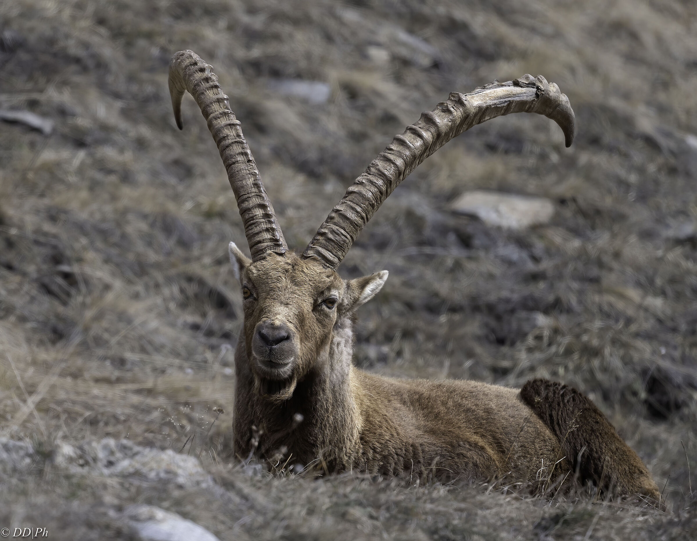 Ibex
