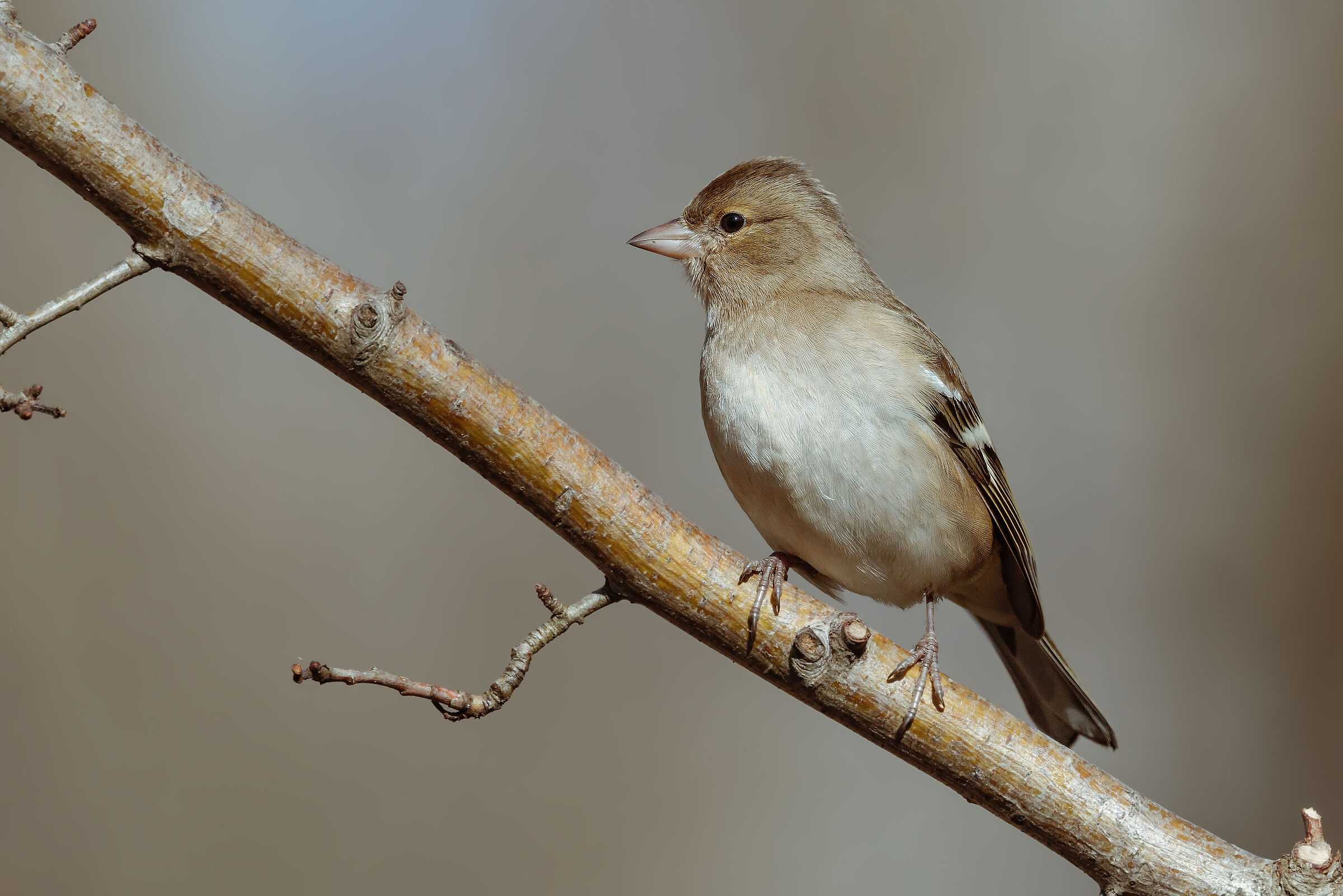 Chaffinch (young)