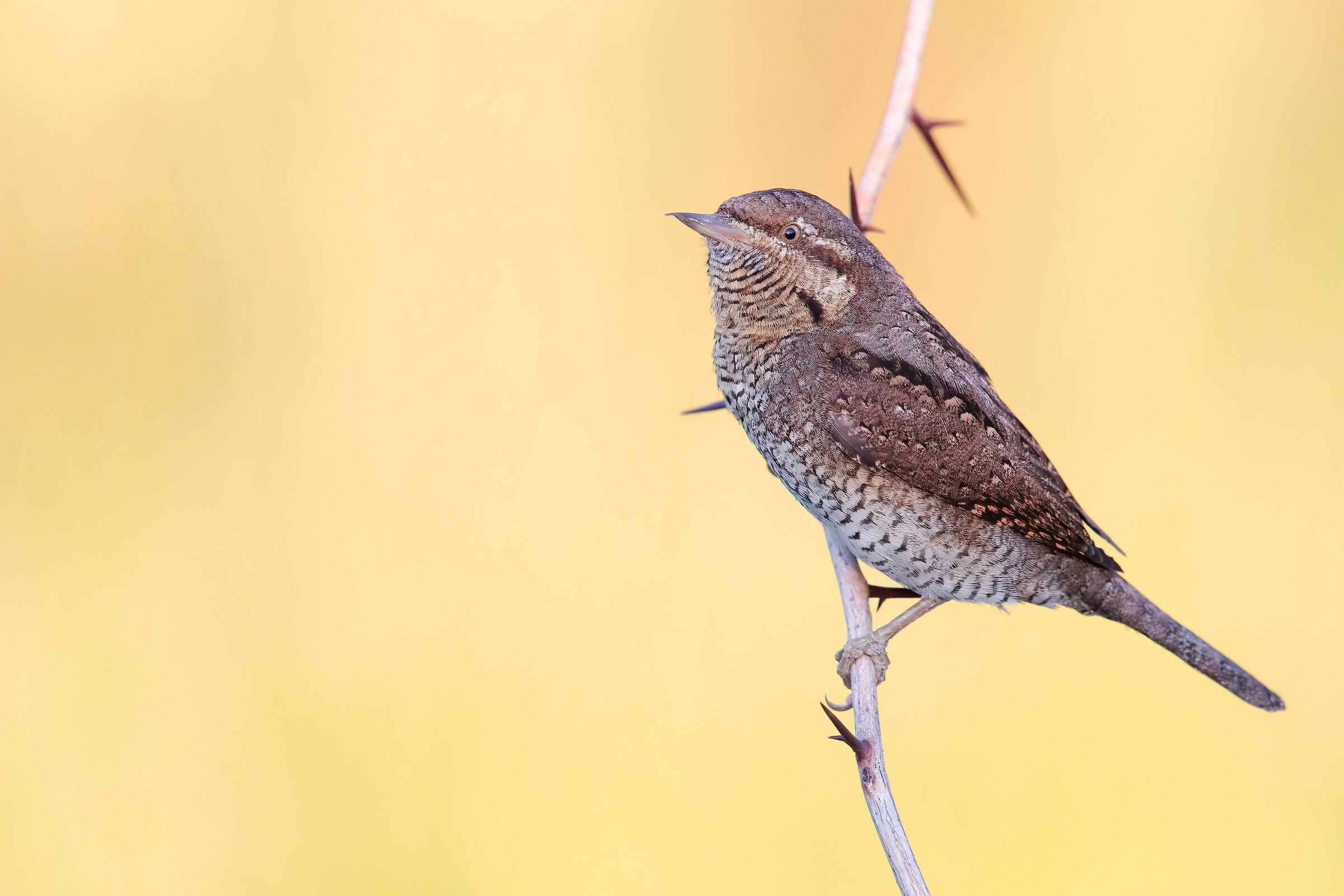 wryneck