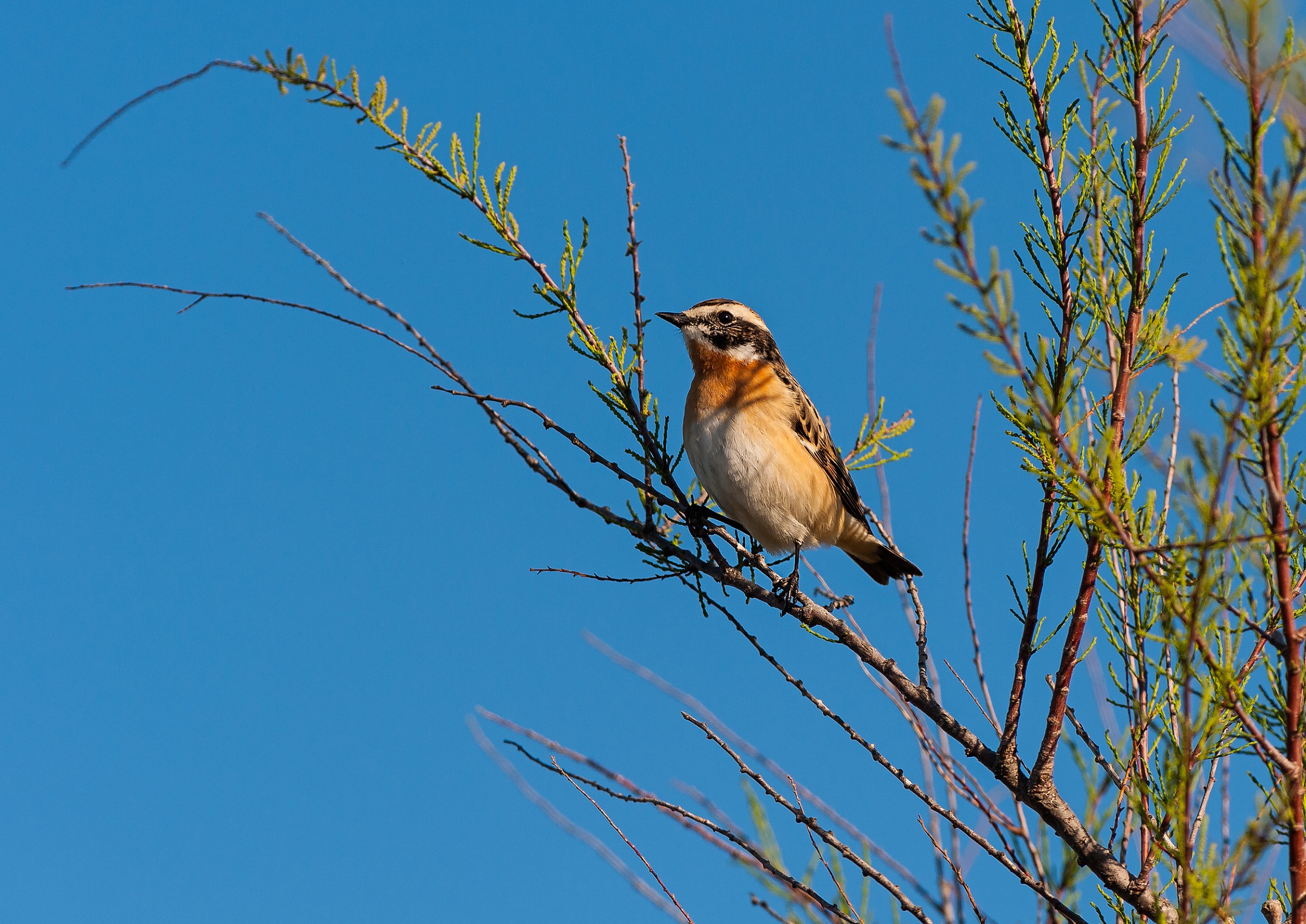 Nel cielo di Francia