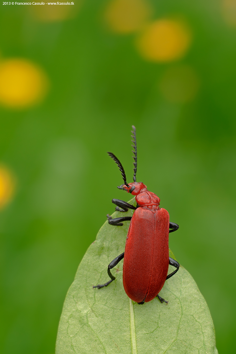 Pyrochroa serraticornis
