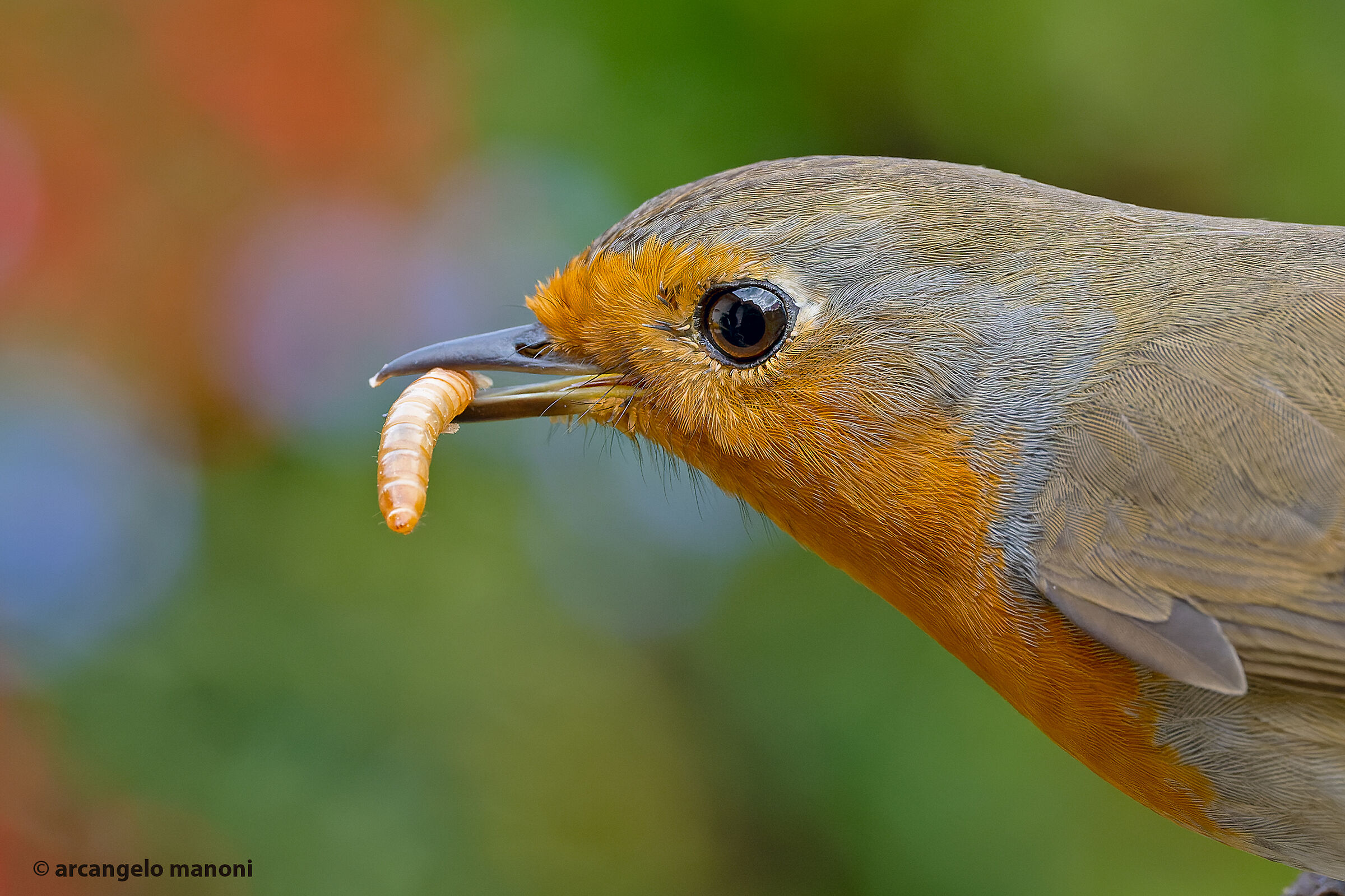Desire for mealworms