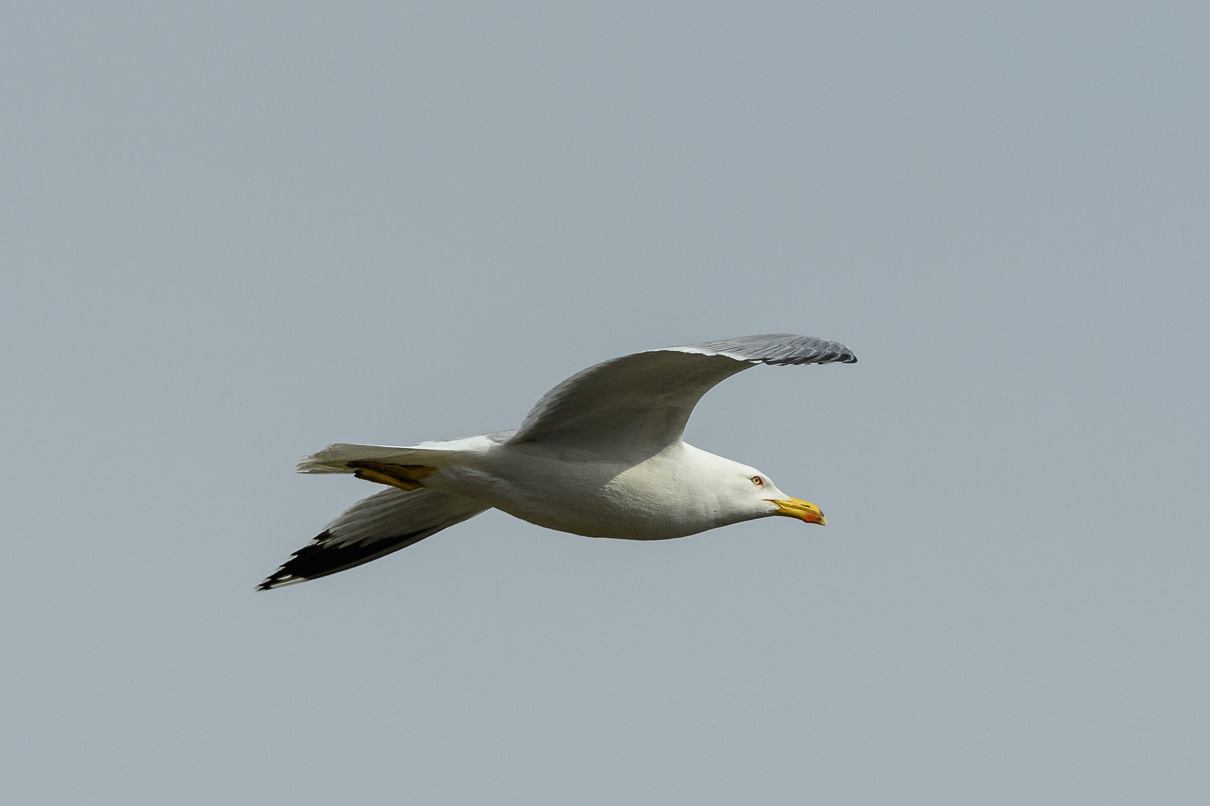 Gull