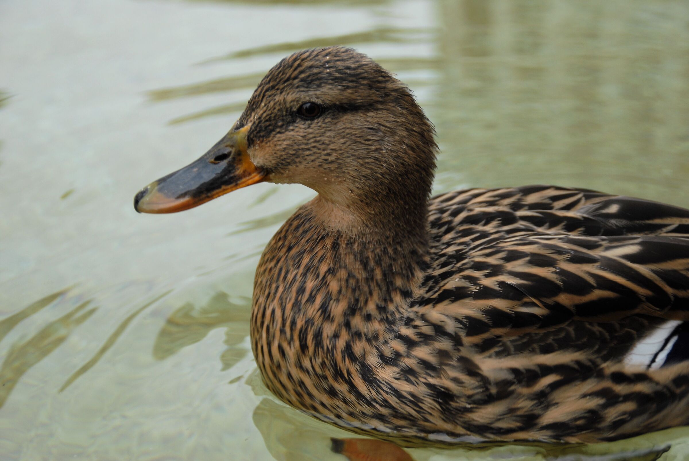 Lucky la papera milanese