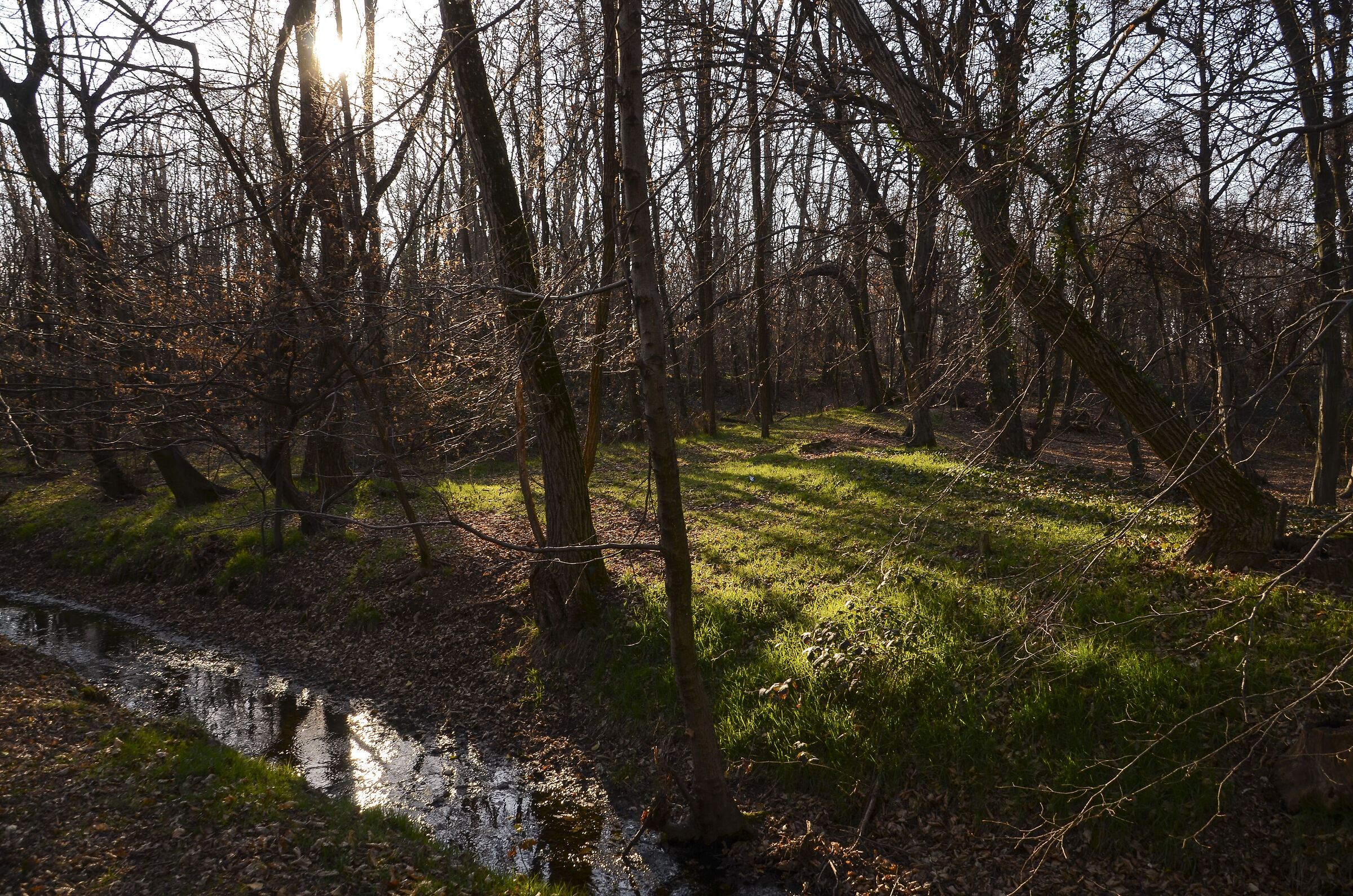 A passeggio nel bosco