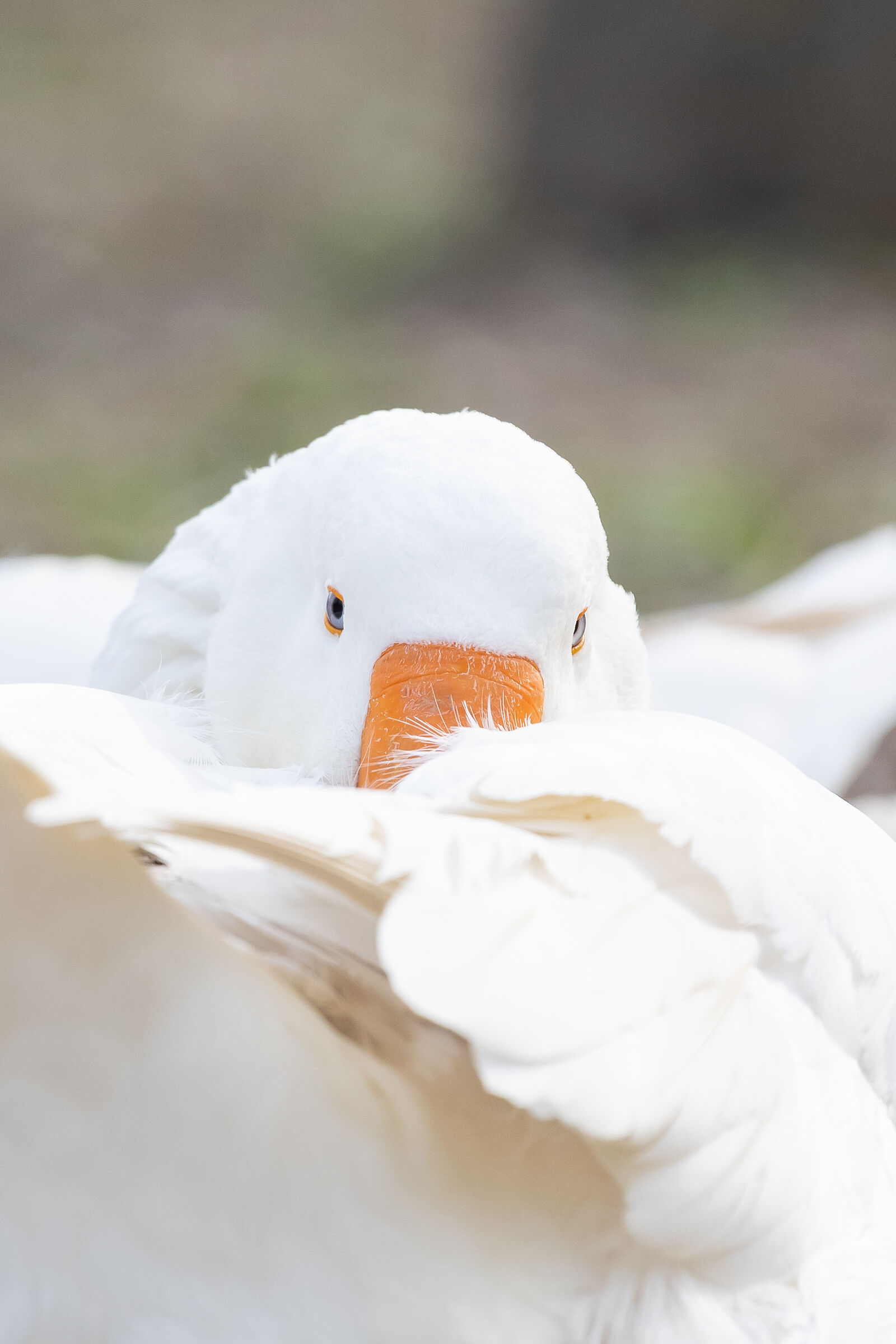 Test R6 - 100-400L 2