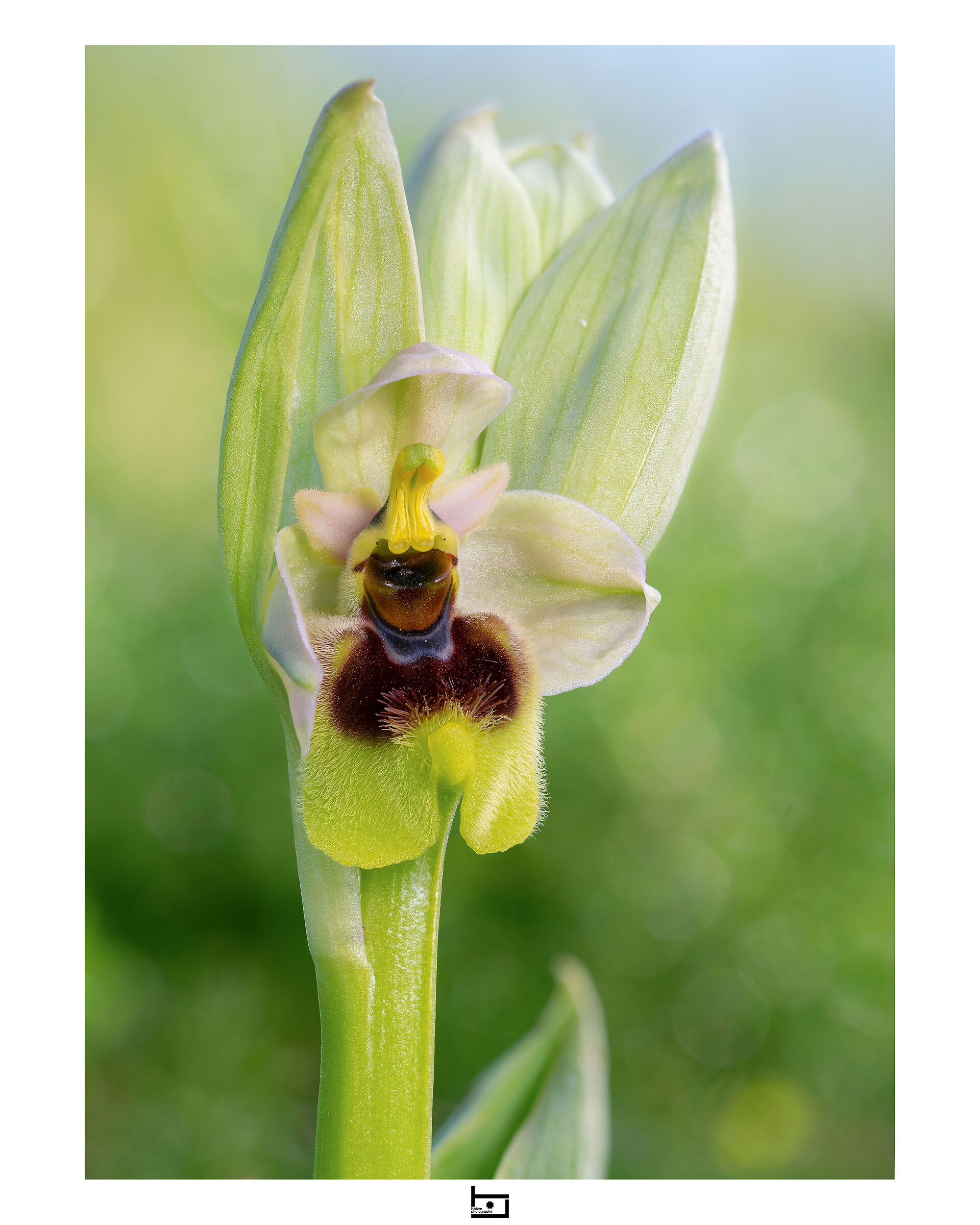 Archetype4/model=?:O phrys-tenthredinifera: