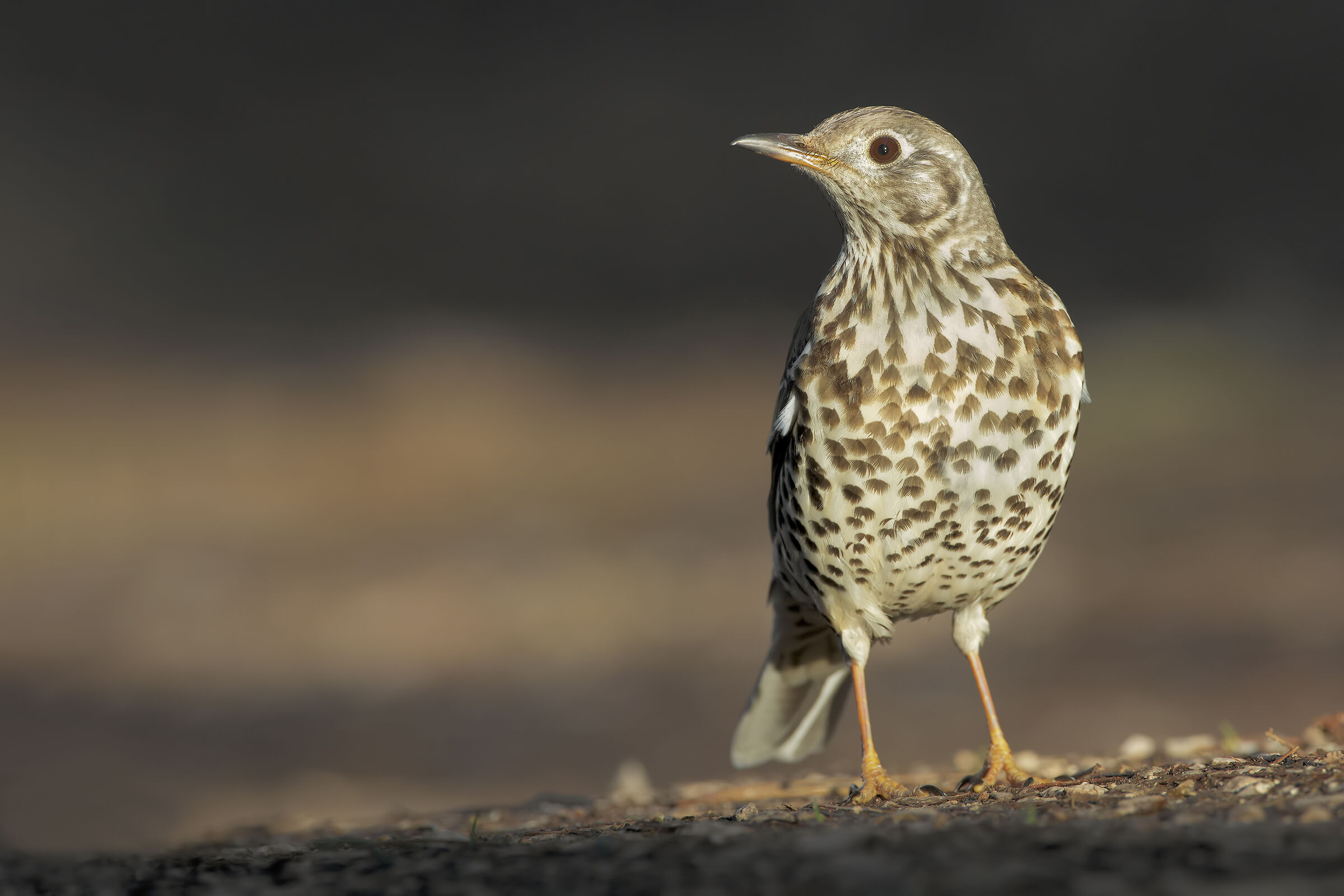 Mistle thrush