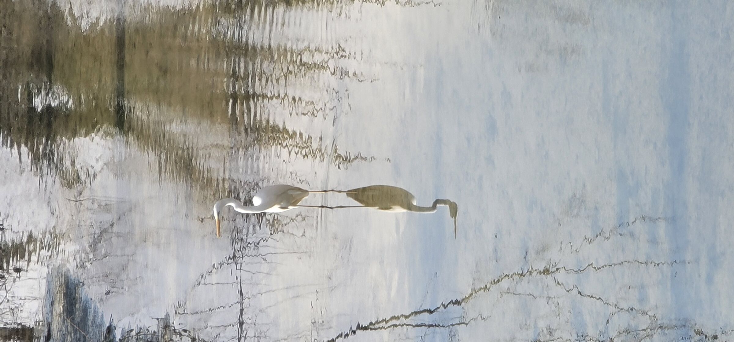 Reflection