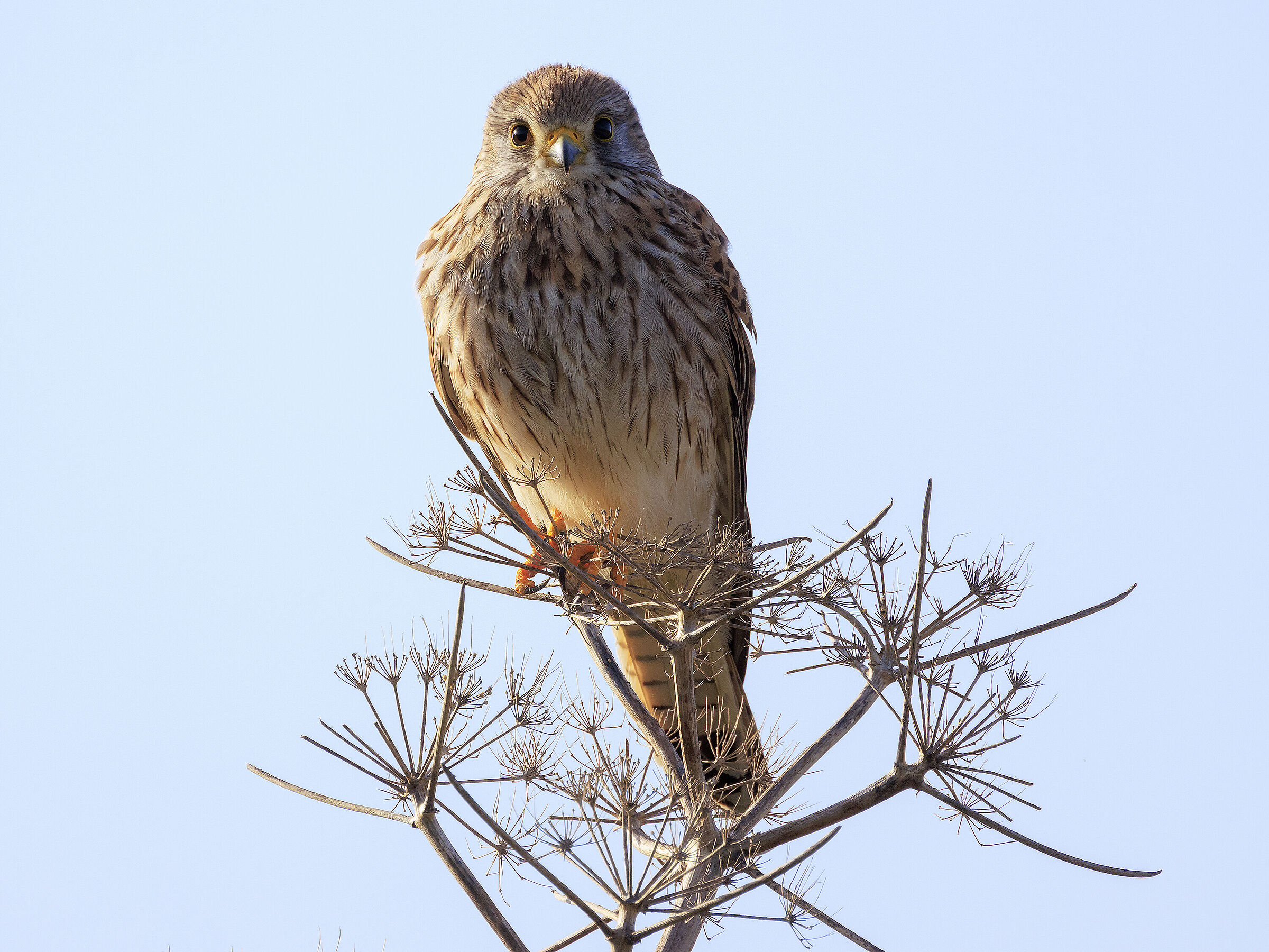 Kestrel