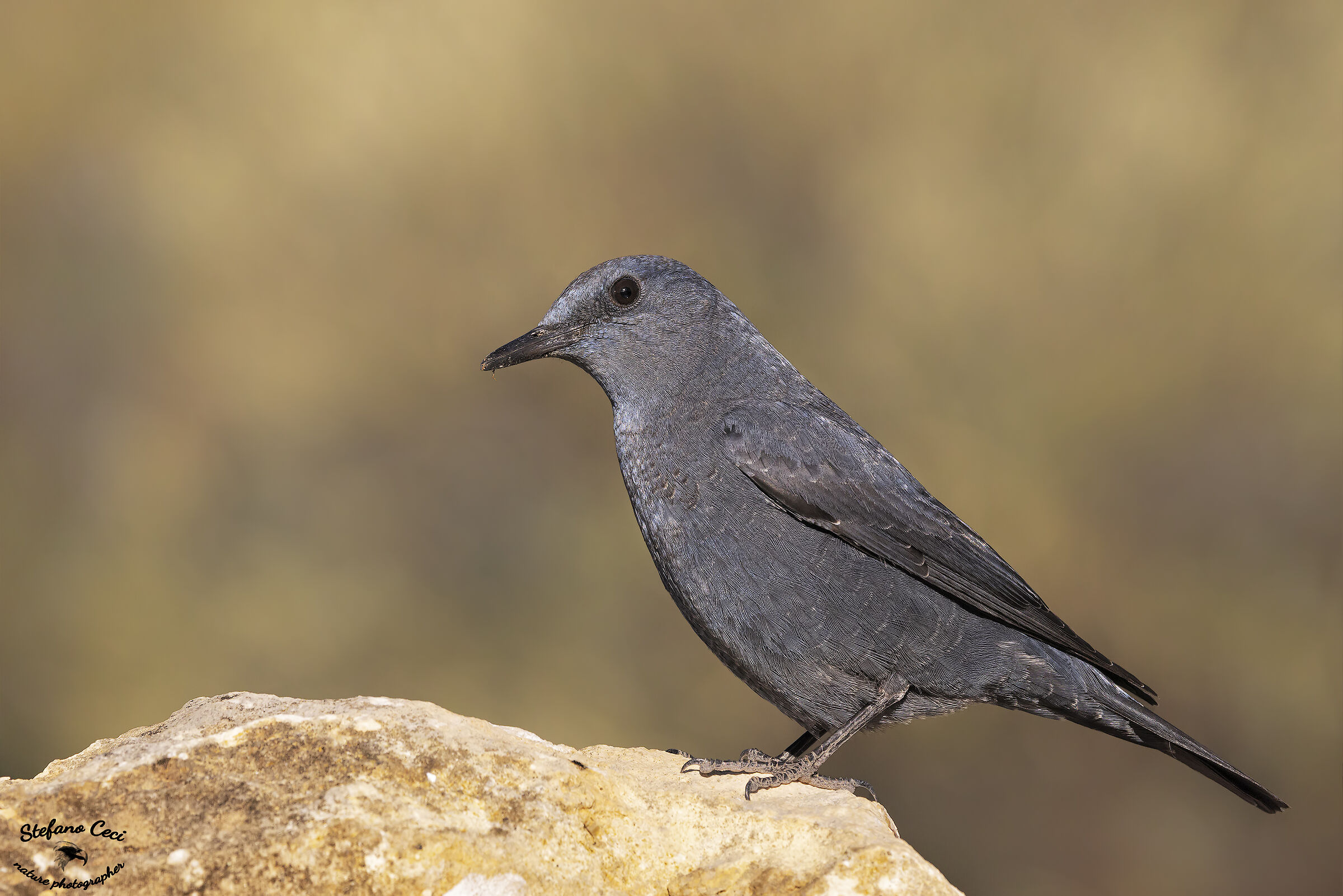 Blue rock thrush