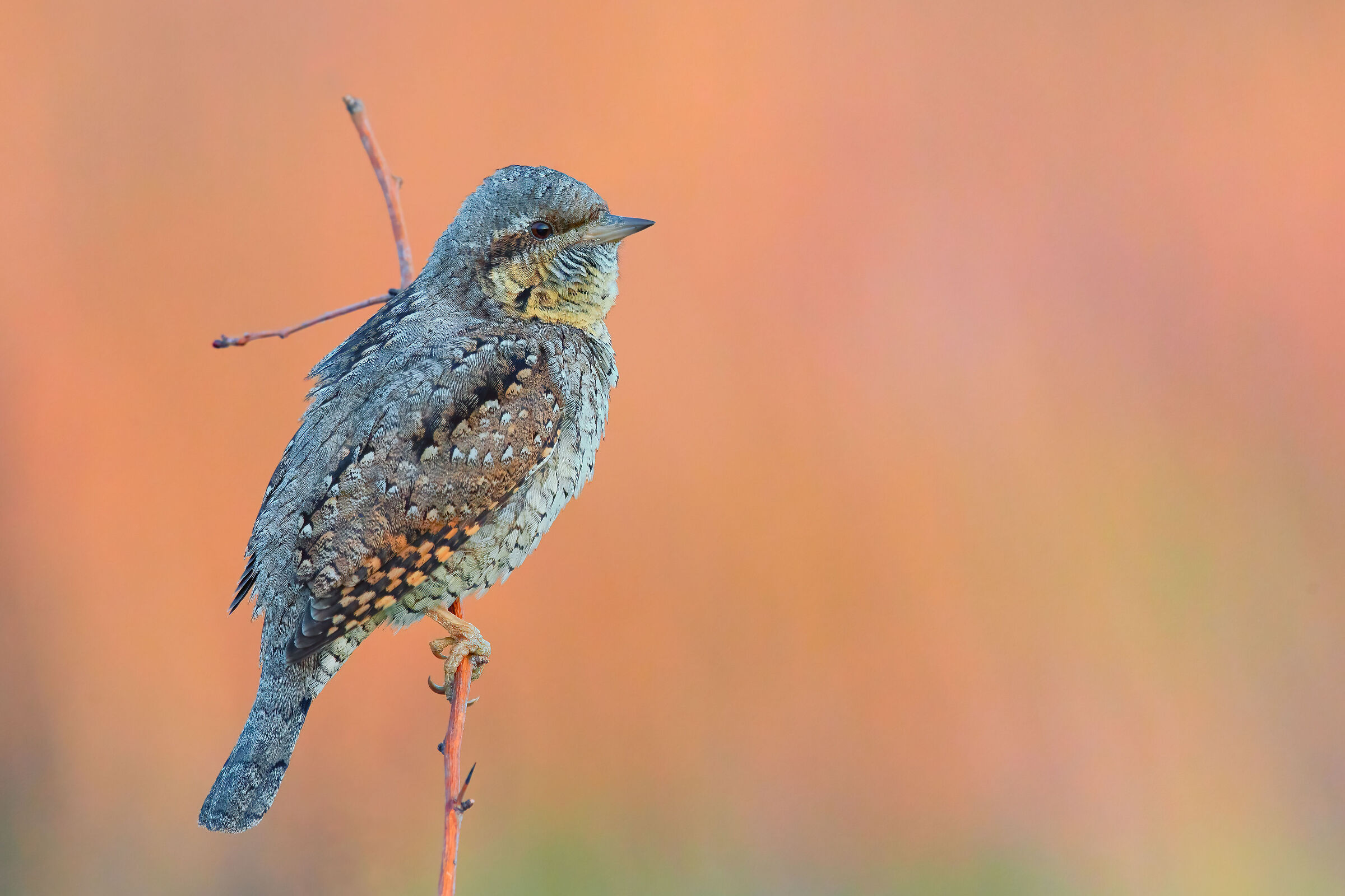 wryneck