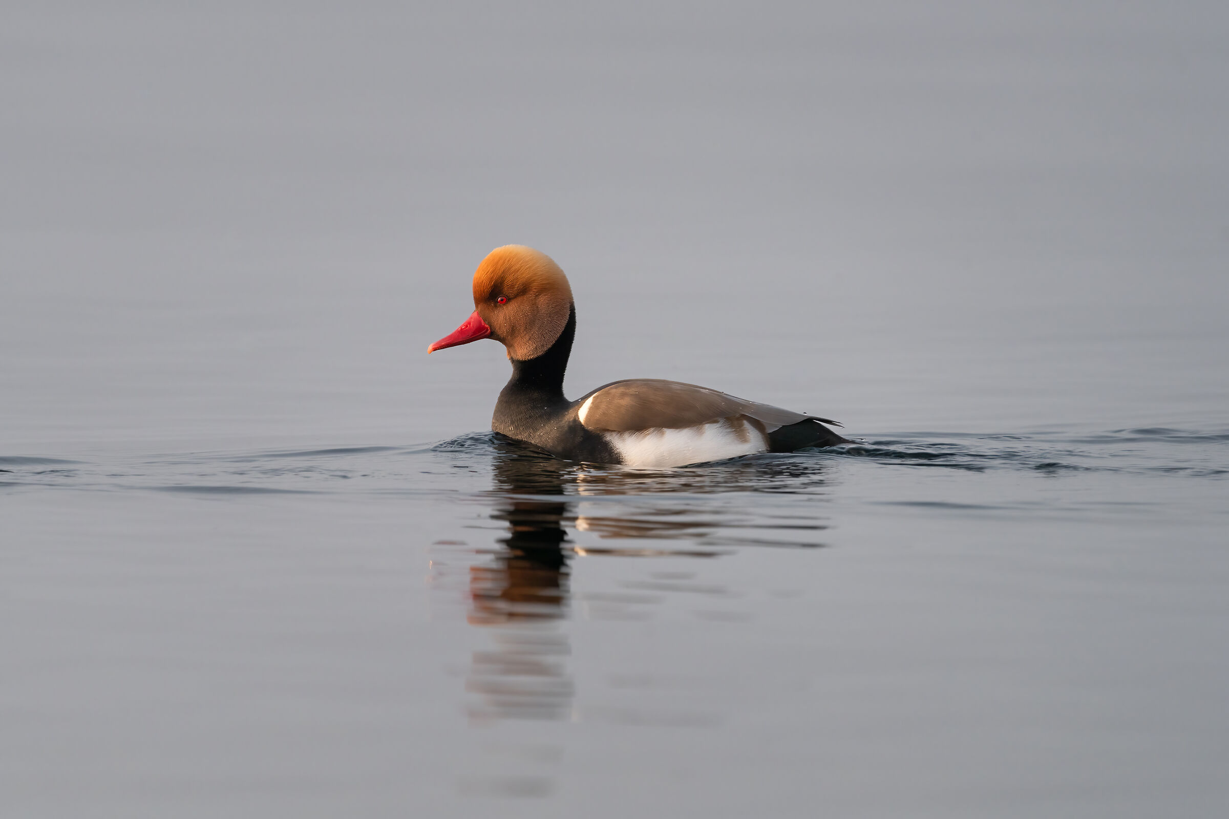 Fischio che Fistione