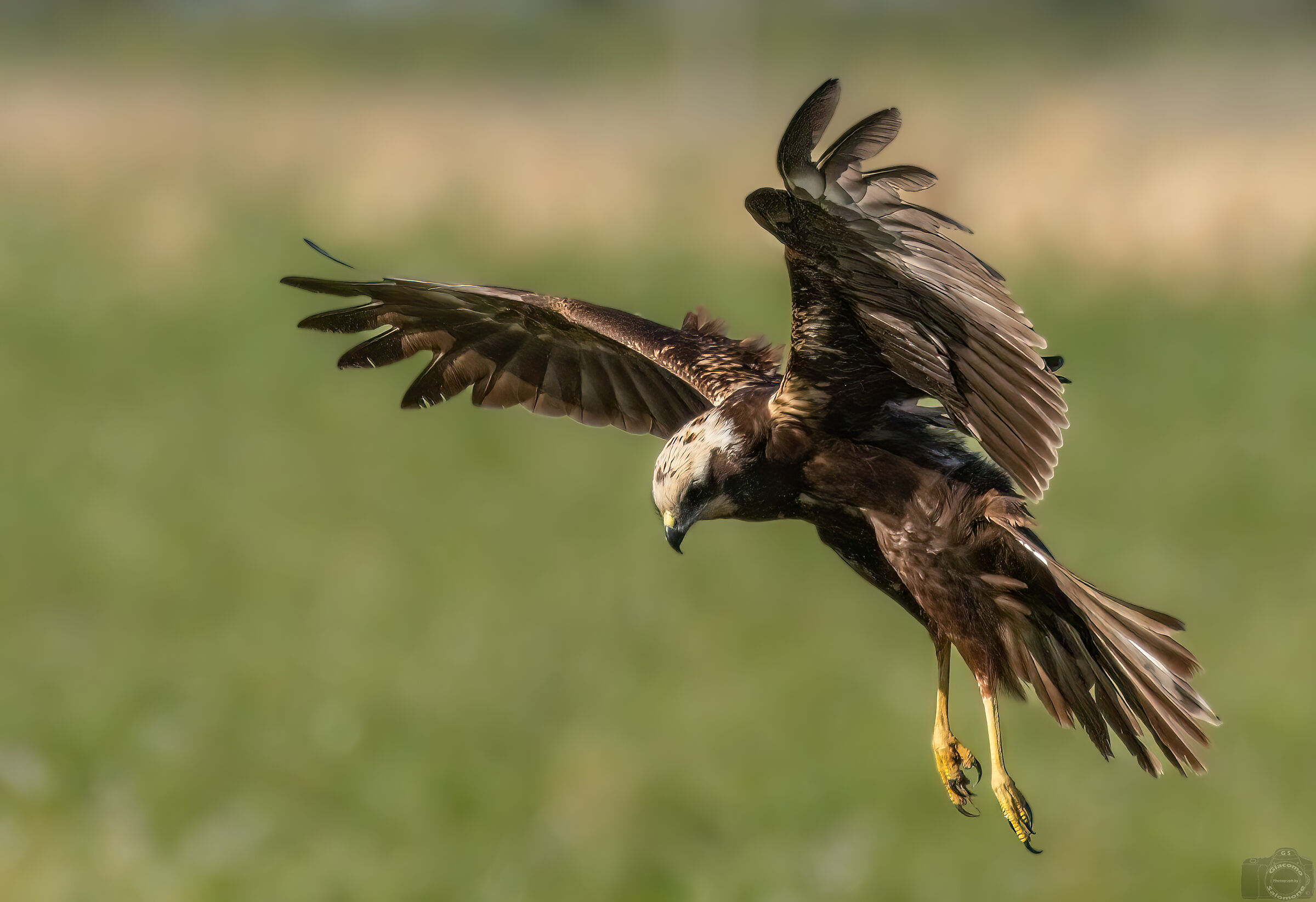 Marsh harrier