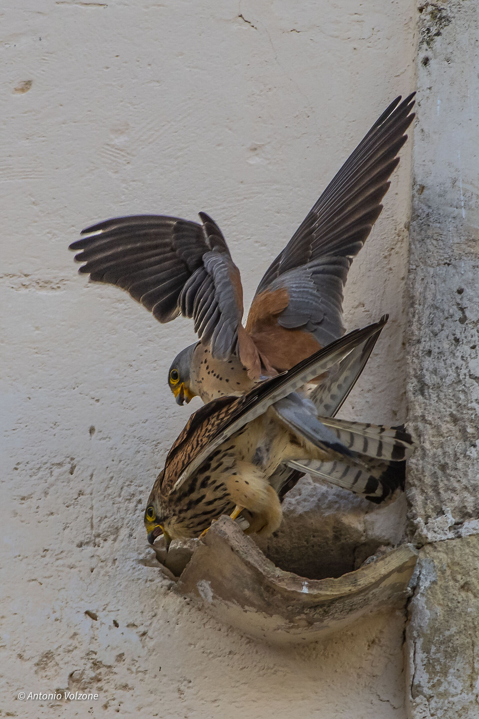 Kestrels