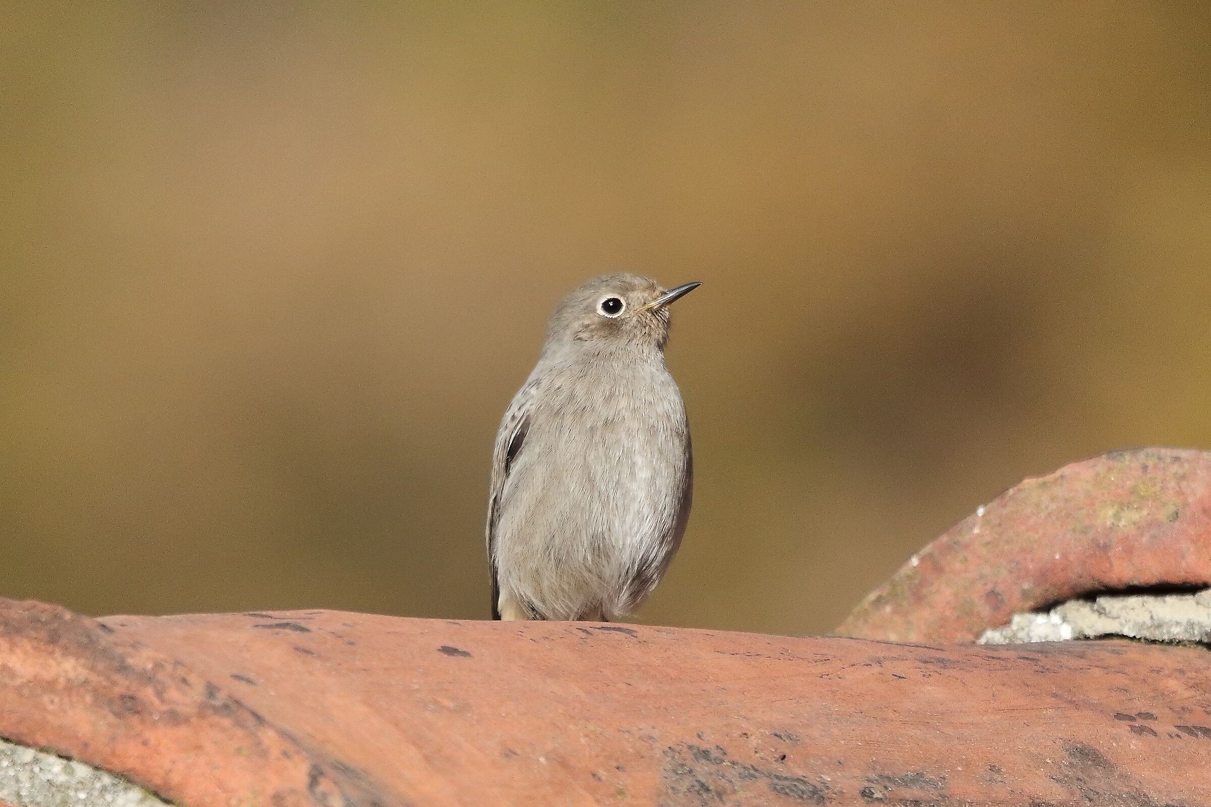 Codirosso 17 dicembre 2022