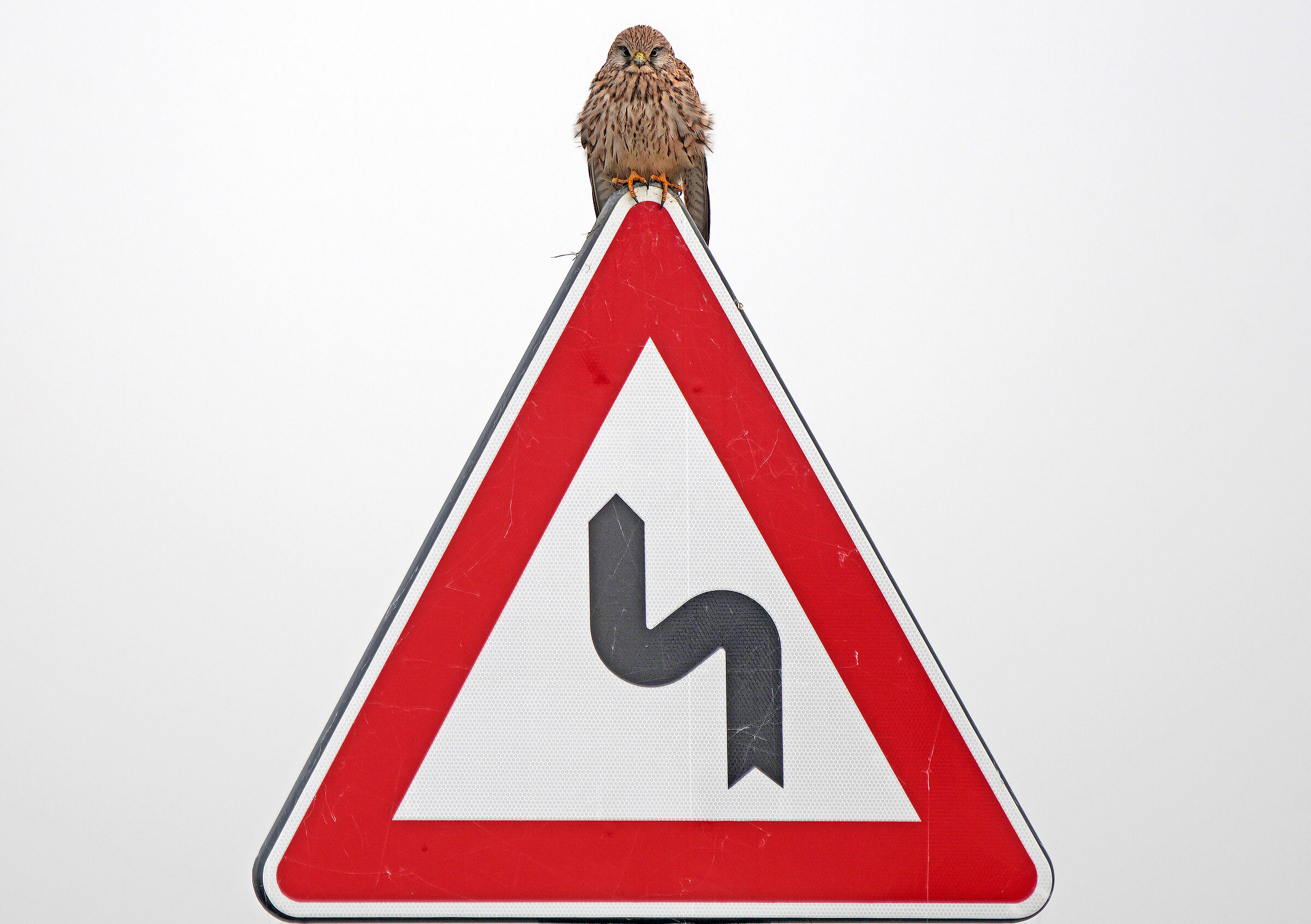 Dare precedenza al Gheppio