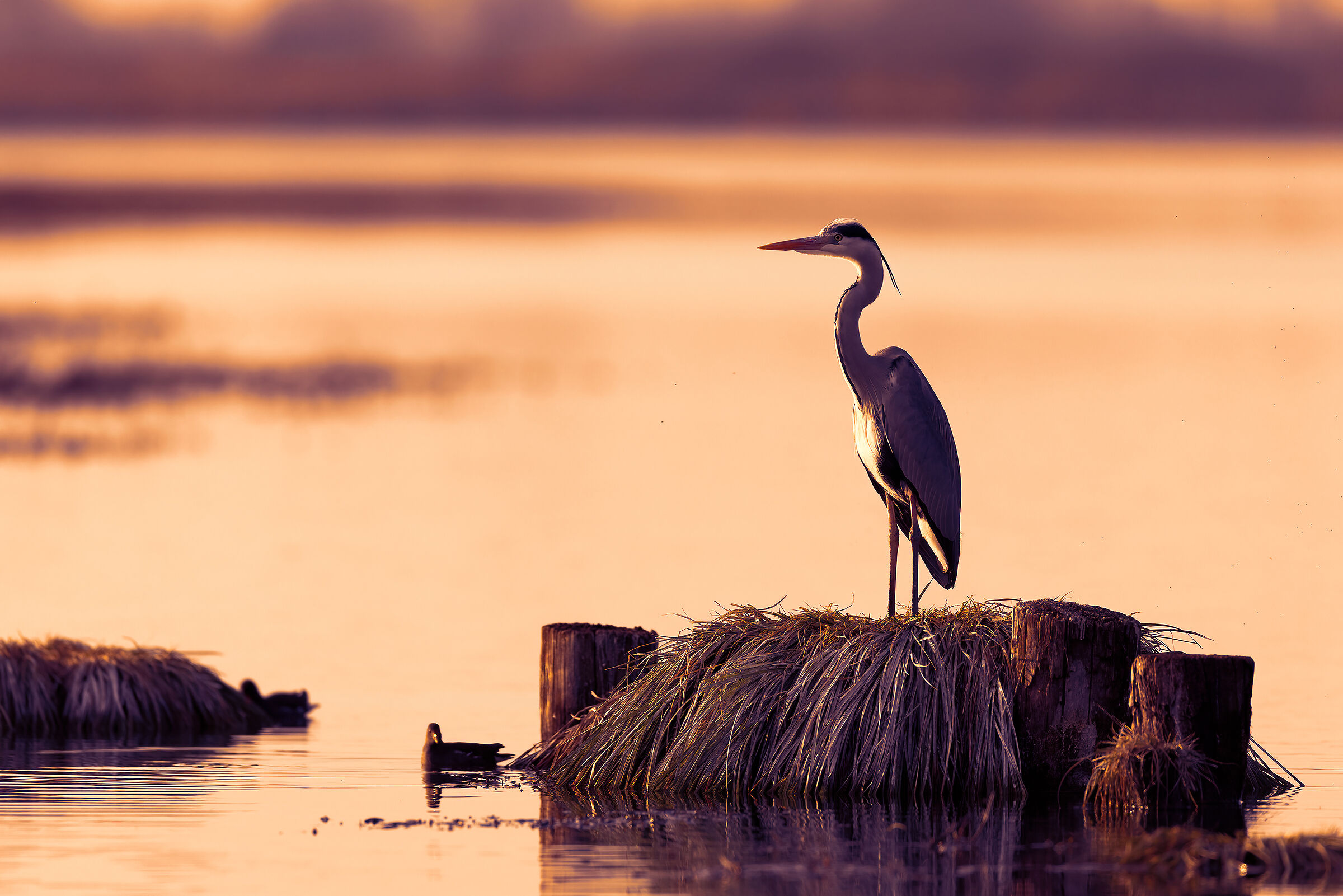 Incontri nel Parco del Mincio (mn)