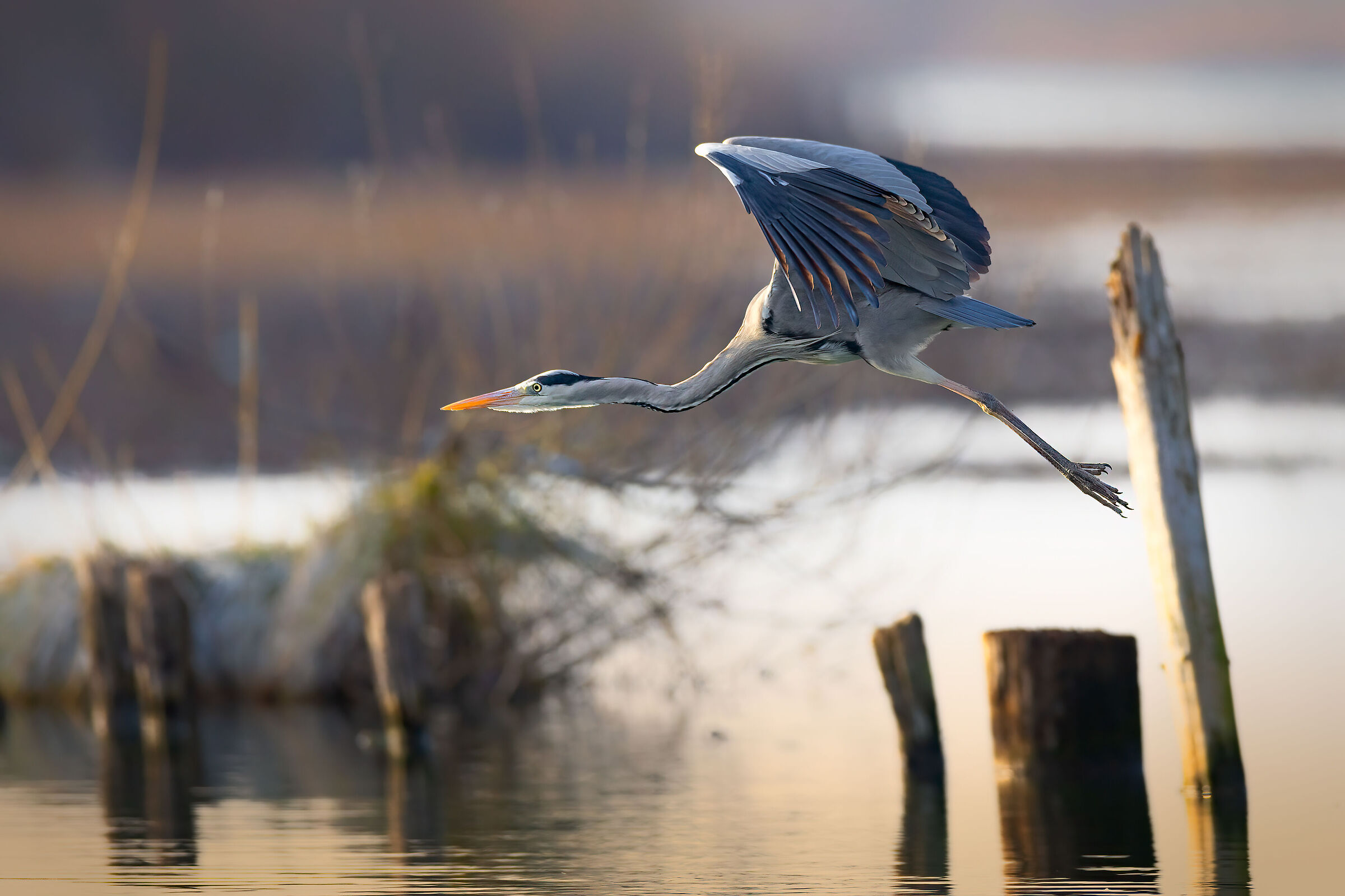 Incontri nel Parco del Mincio (mn)