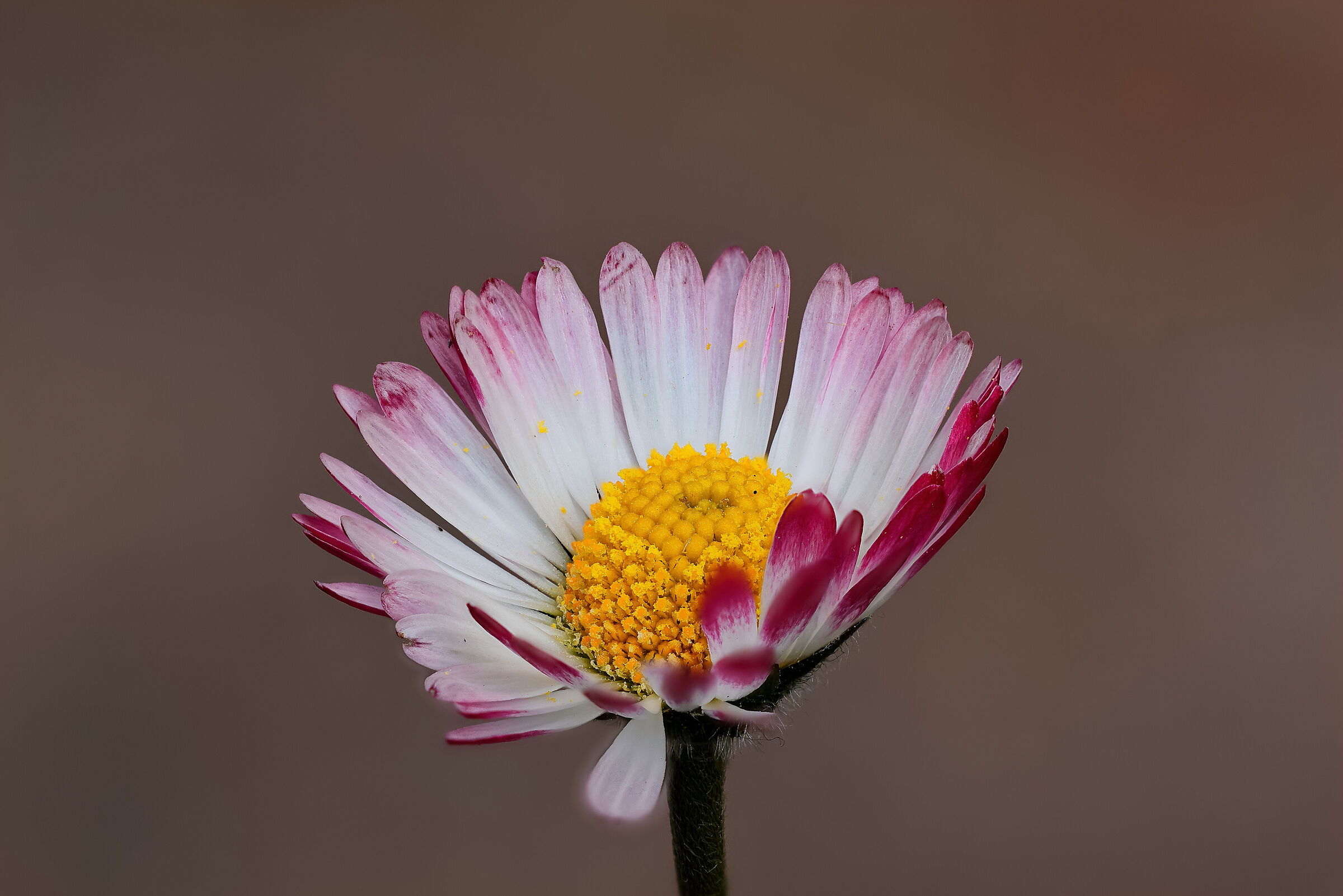 One of the first daisies of this year