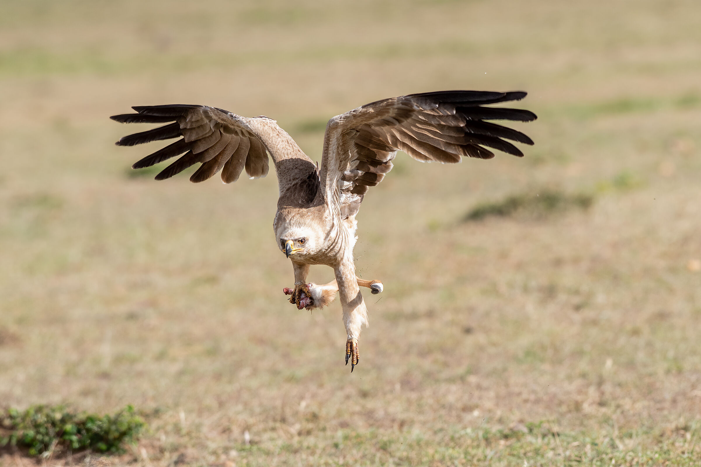 Queen of the Savannah I