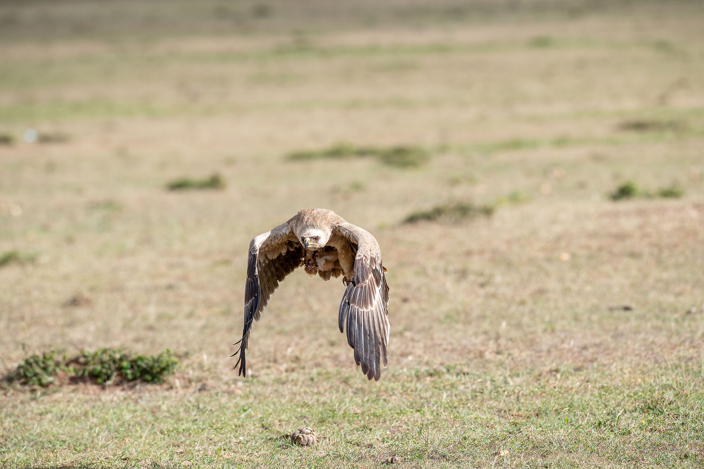 Queen of the Savannah II
