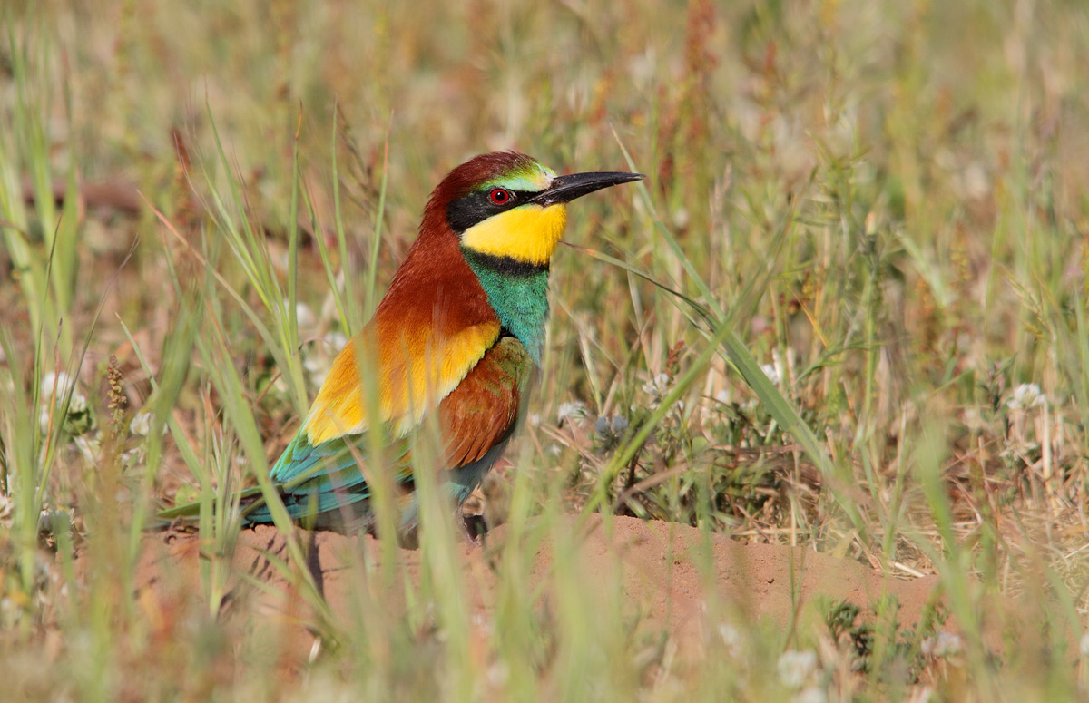 Excavation of the nest
