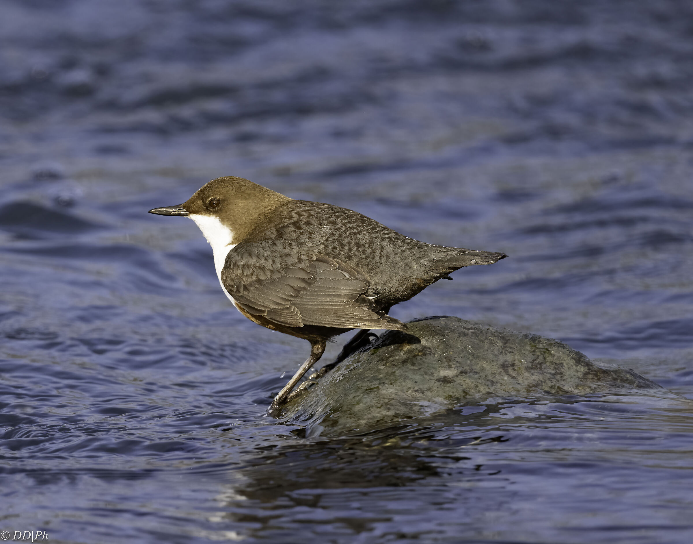 White-throated dipper