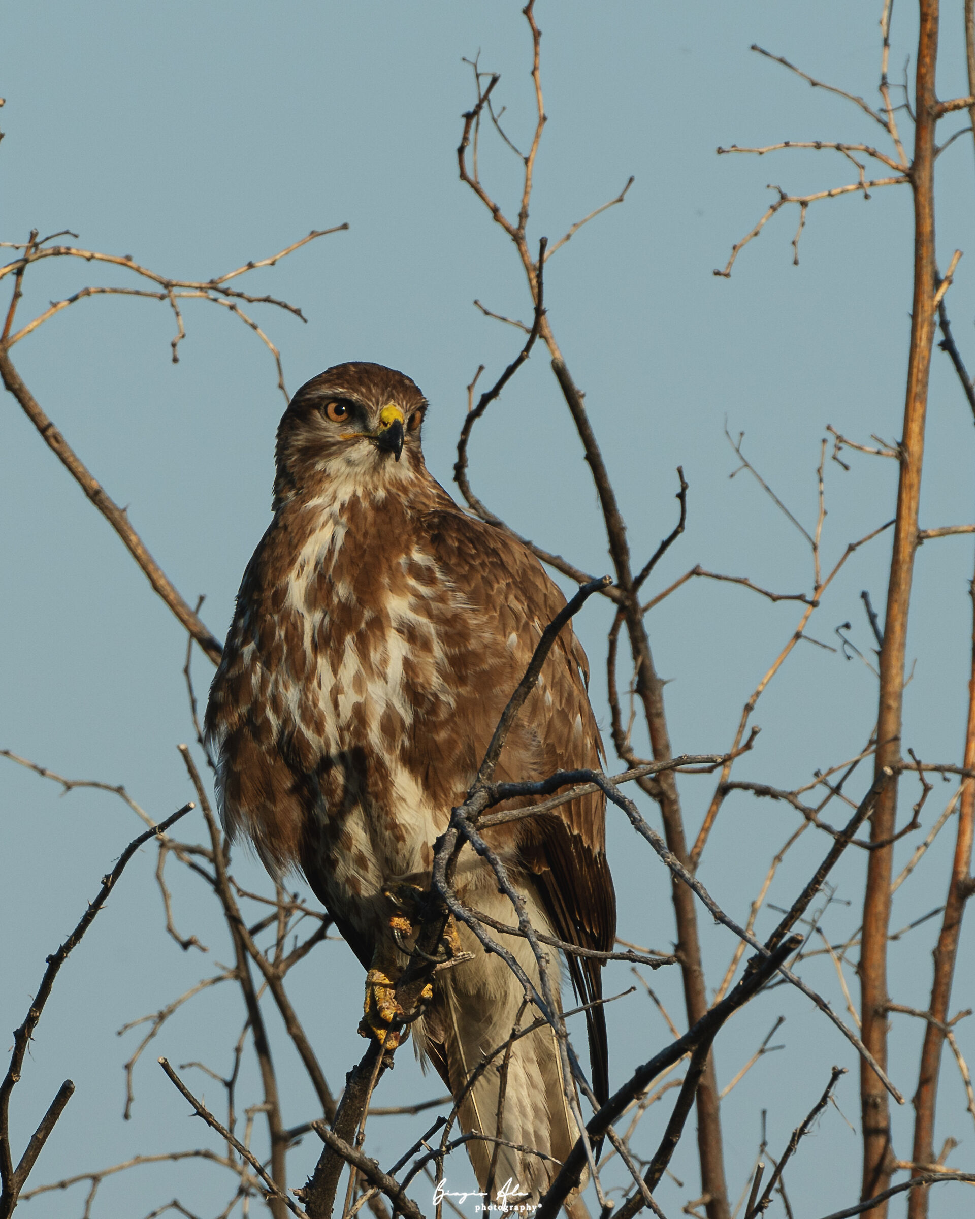 Buzzard