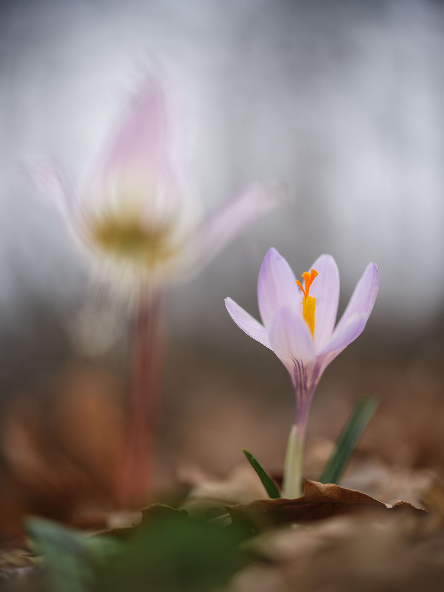 Crocus biflorus