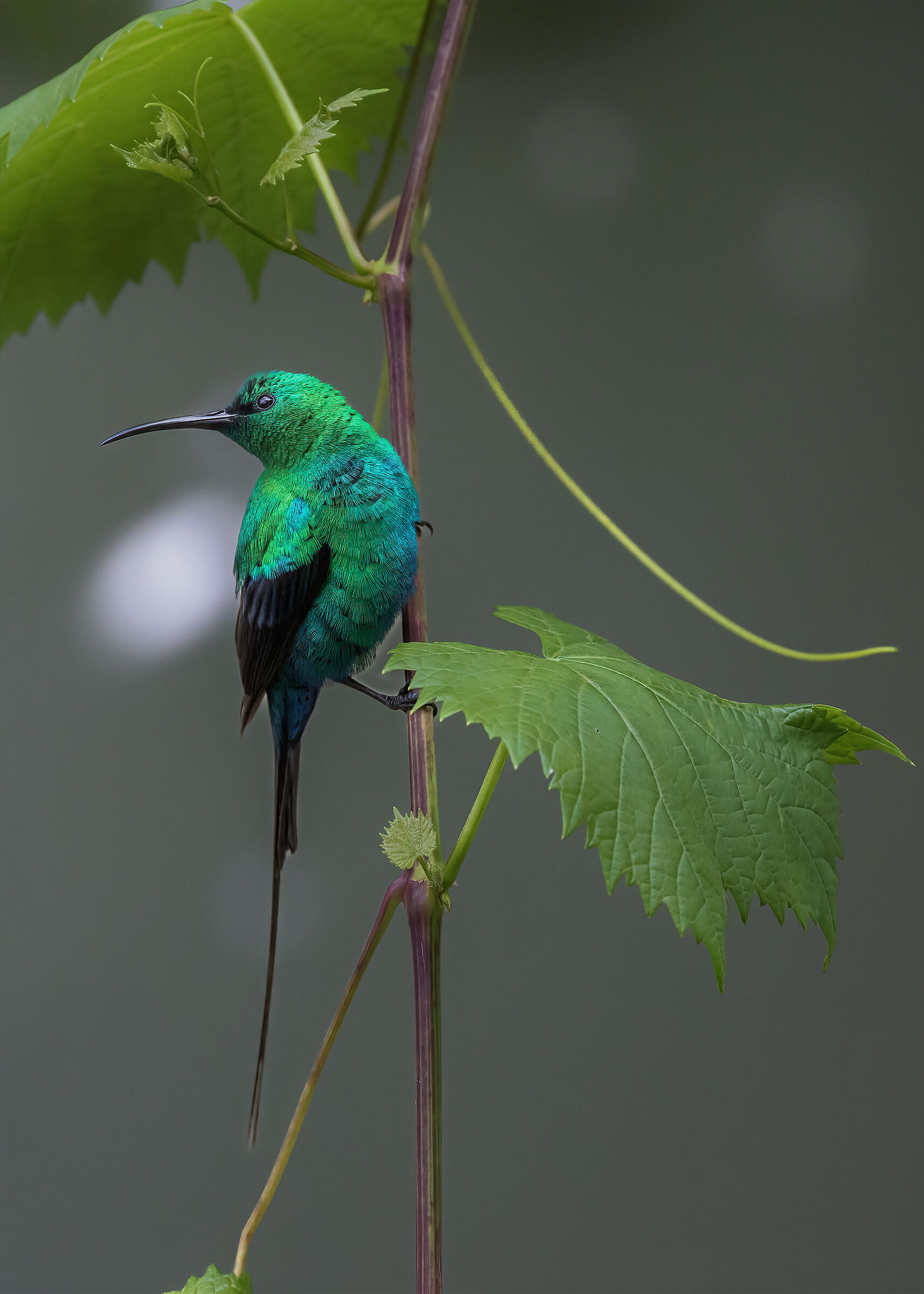 Malachite sunbird