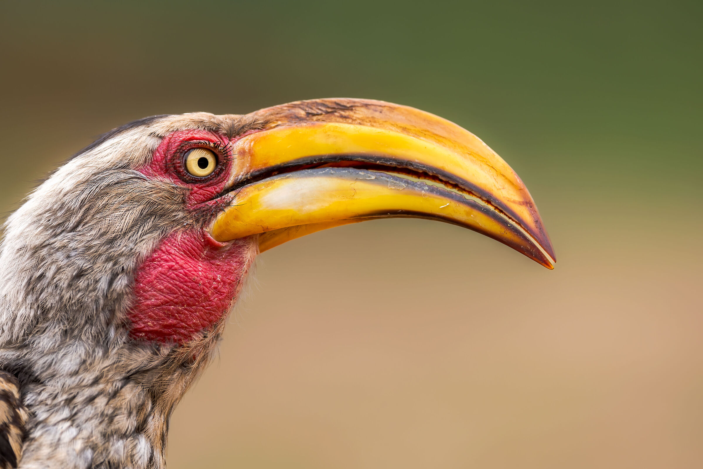 Southern yellow billed Hornbill
