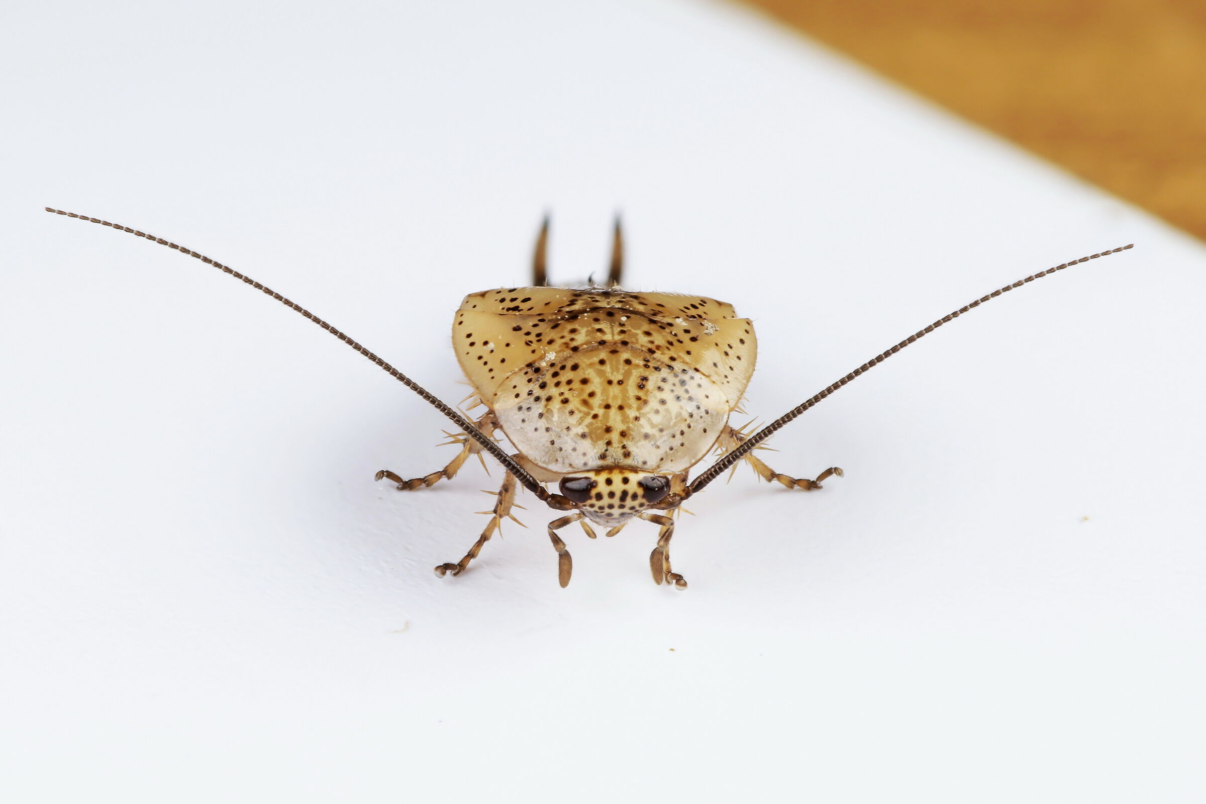 Neanid of Ectobius sp.