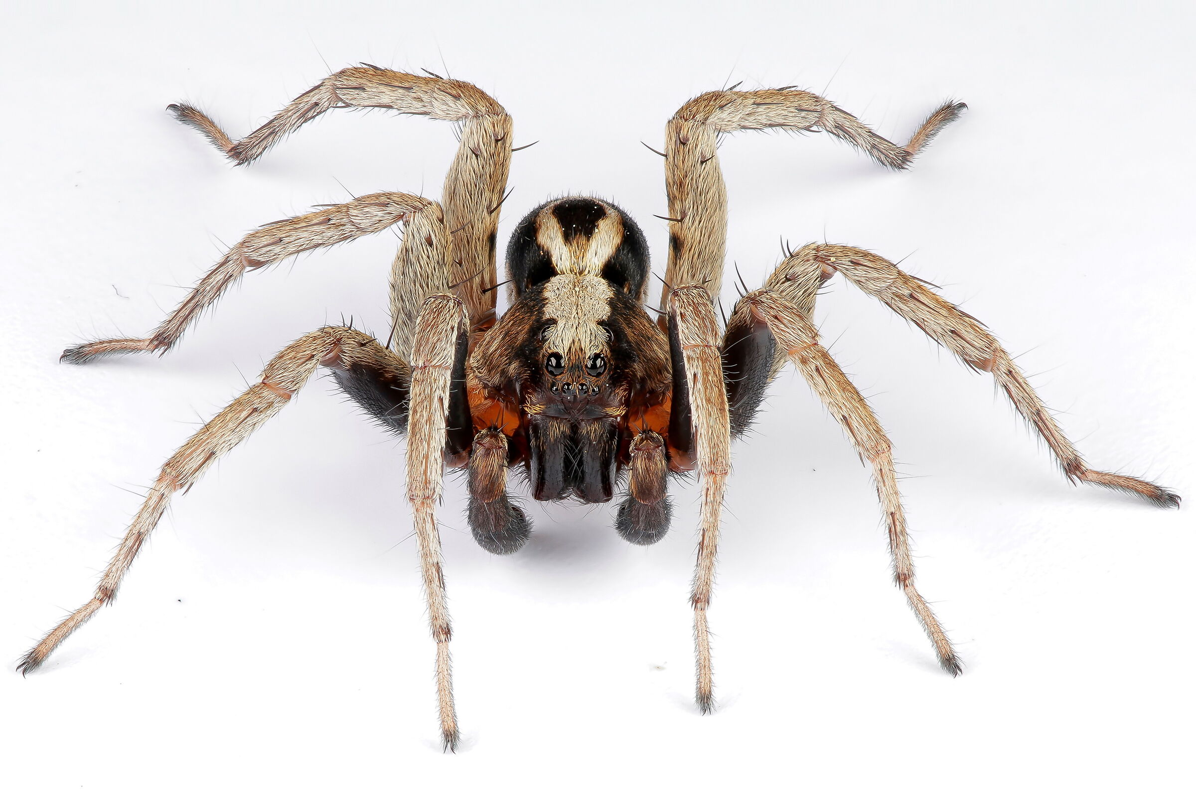 Male of Alopecosa sp.