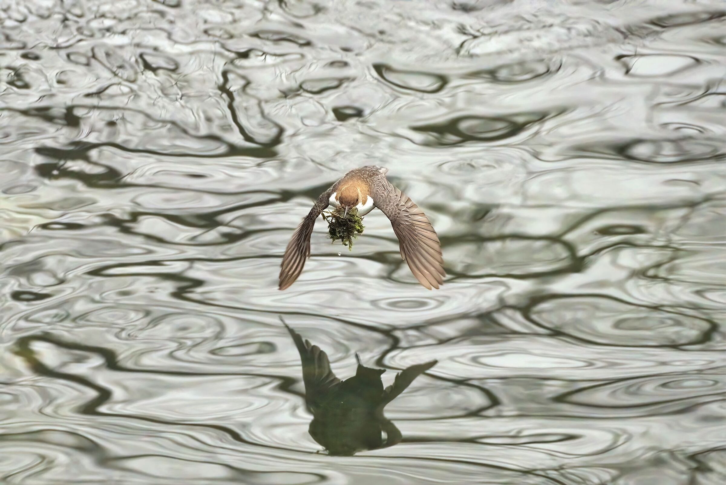 Dipper at work