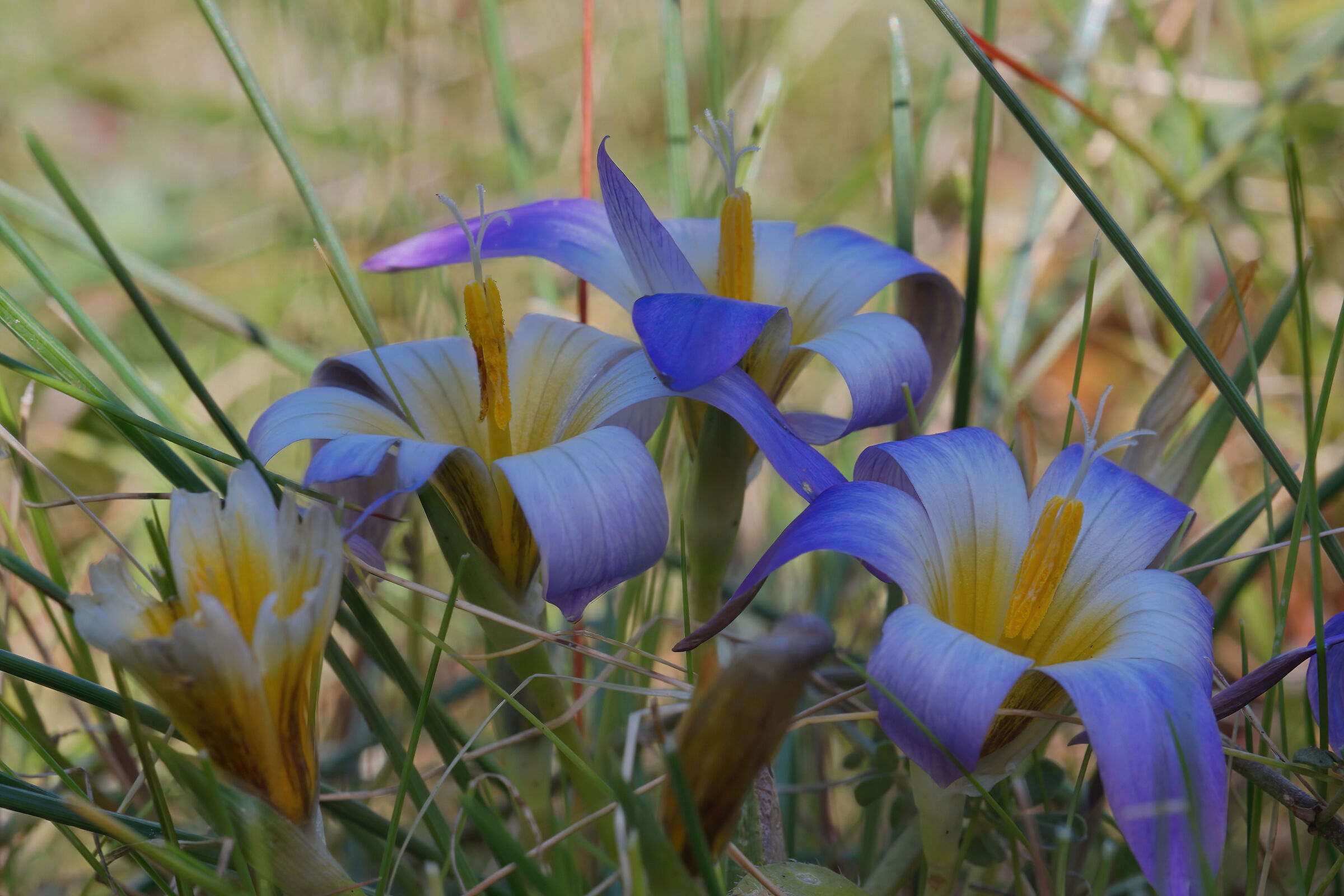 Il piccolo "zafferanetto comune"