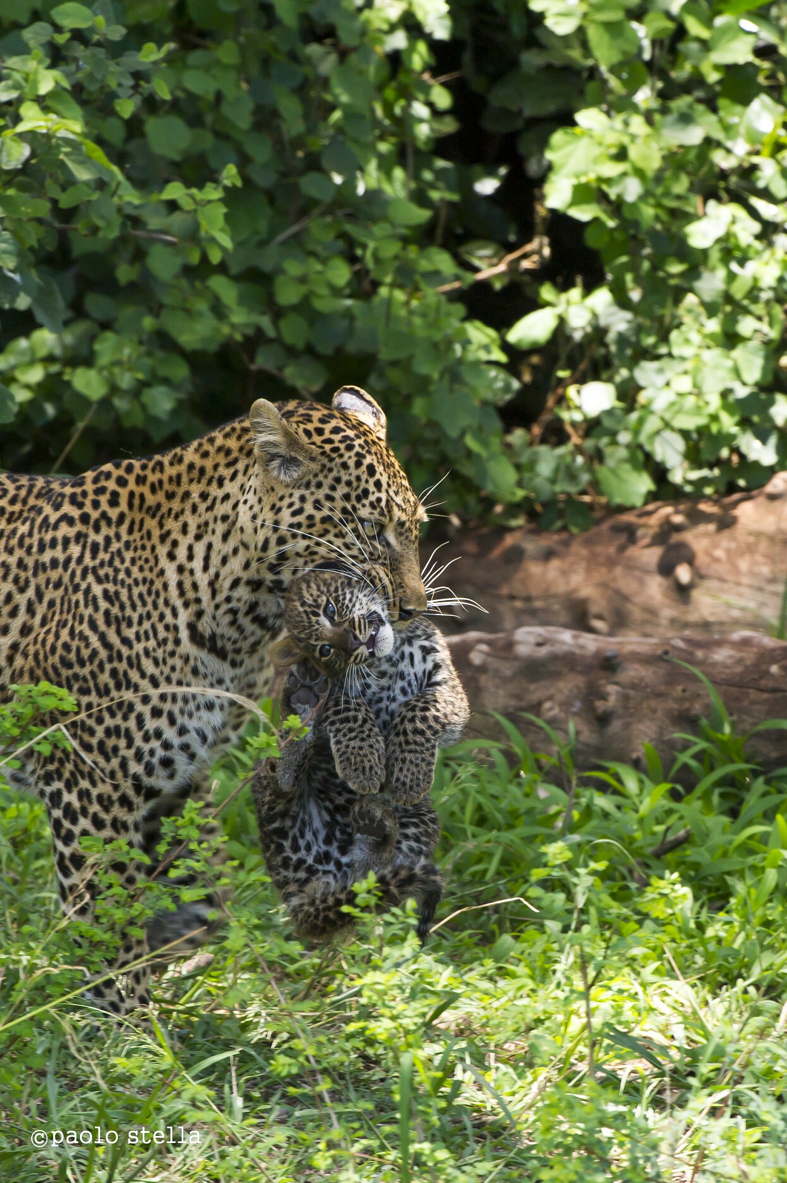 mom and cub n.1