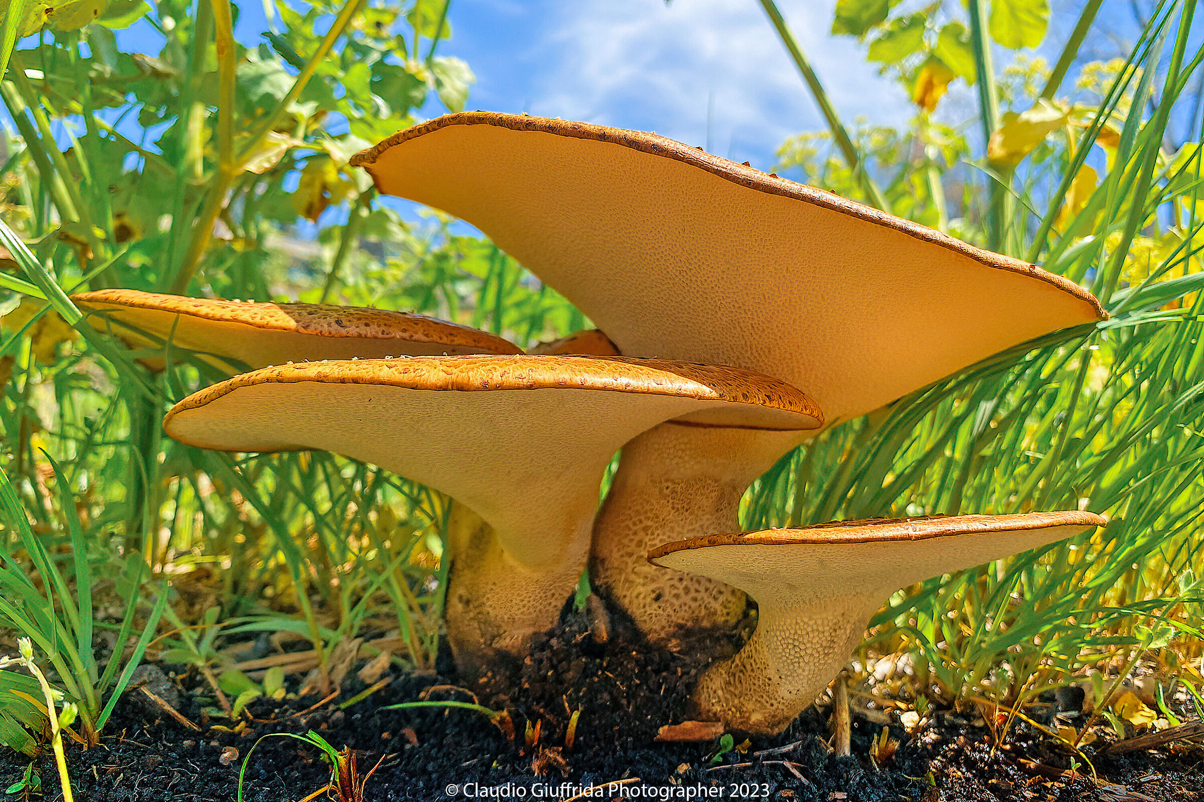 Polyporus squamosus