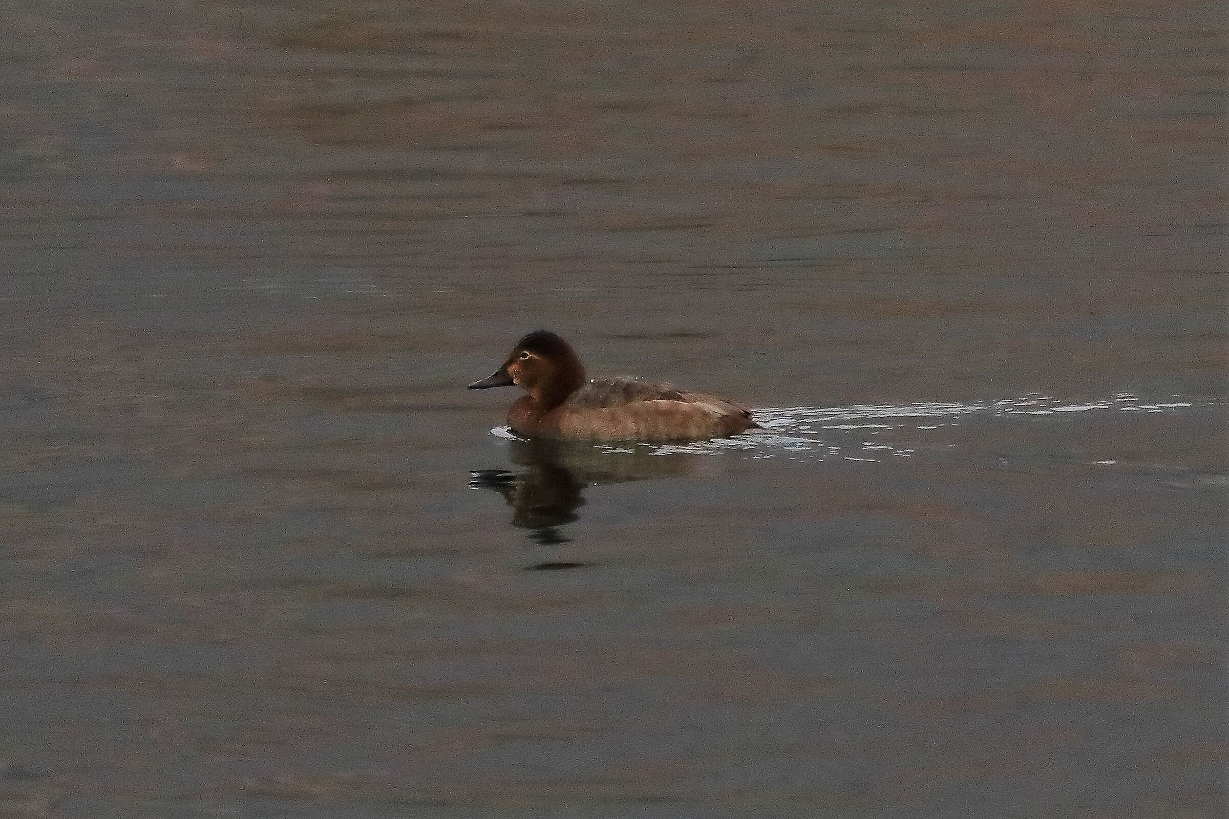 moriglione F 19-02-2022