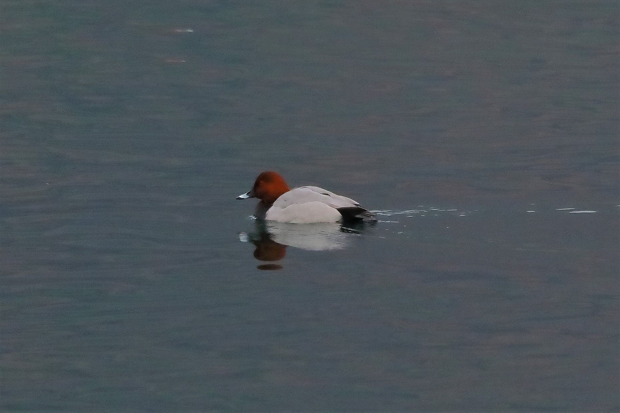 moriglione M 19-12-2022