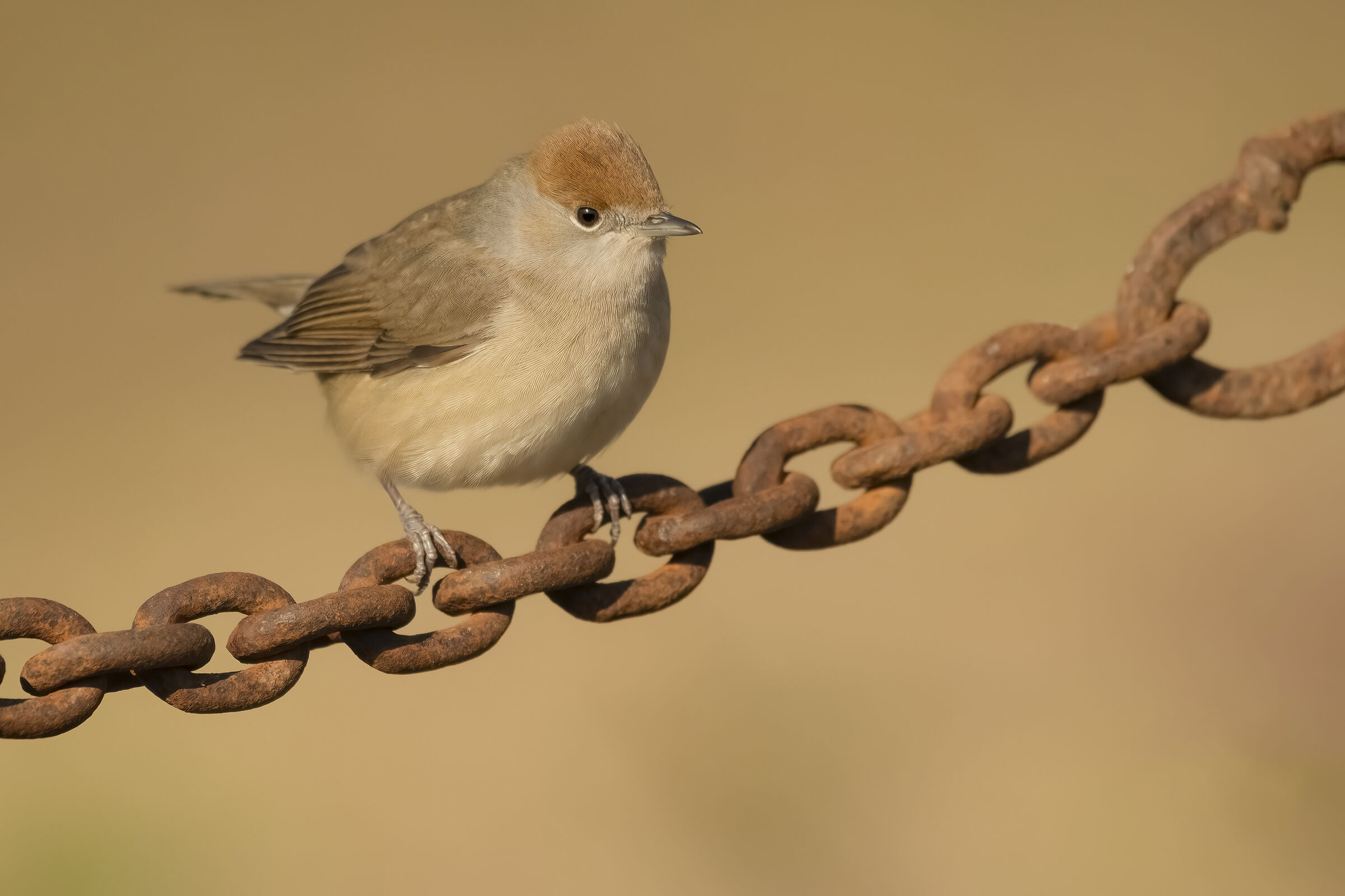 Blackcap