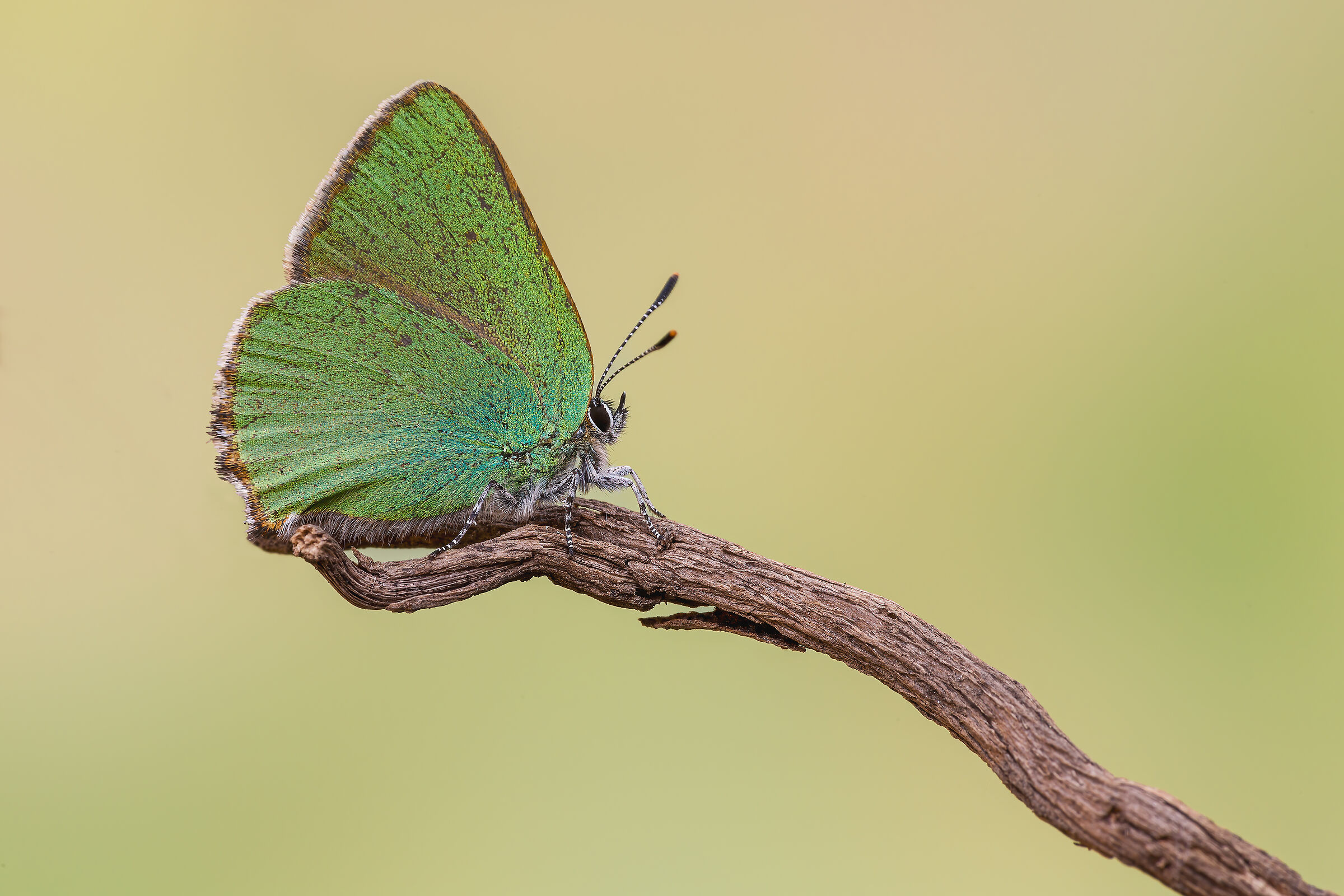 Callophrys rubi